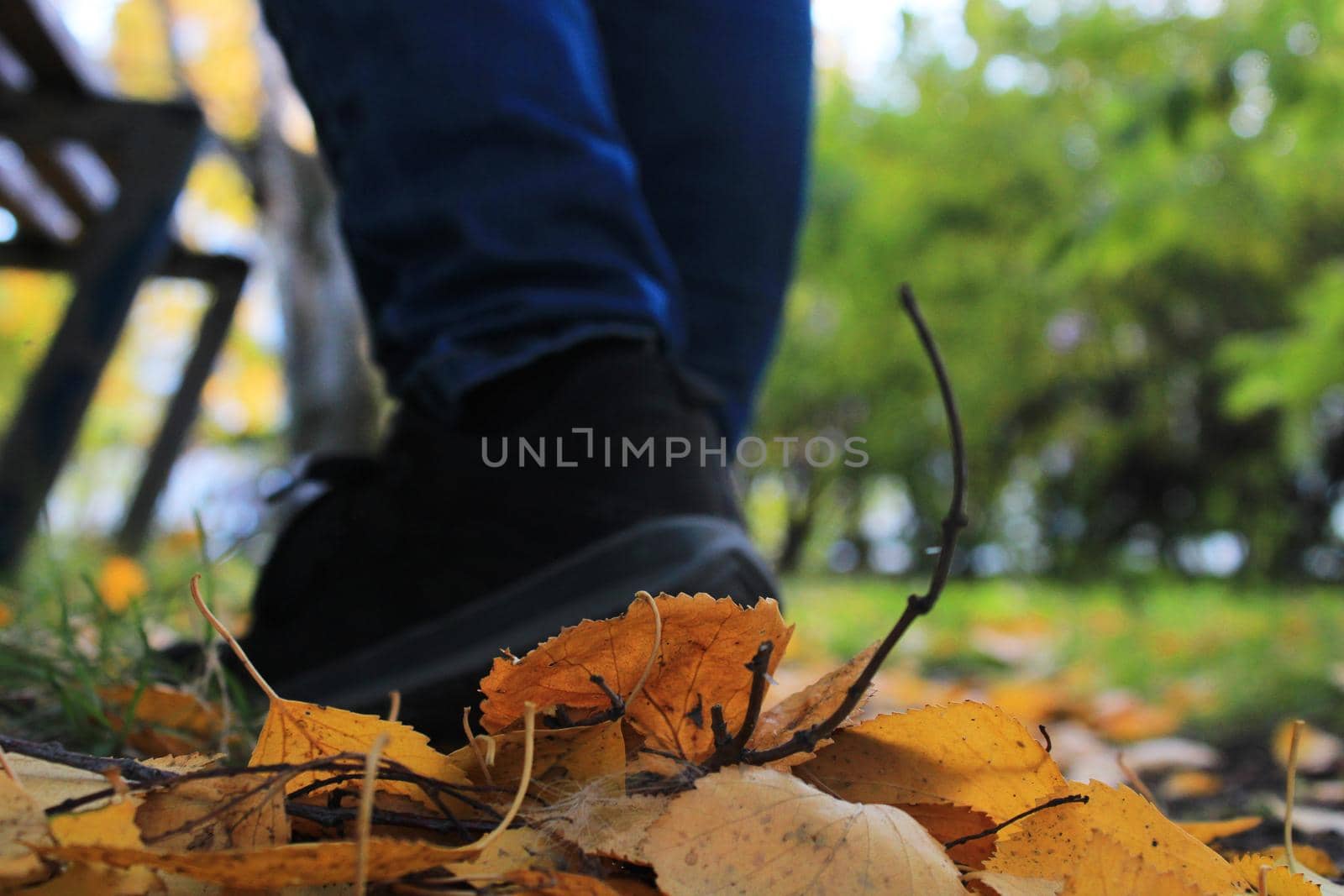 Women's legs in blue jeans and black sneakers against the background of autumn yellow-orange leaves. Blurred background by IronG96