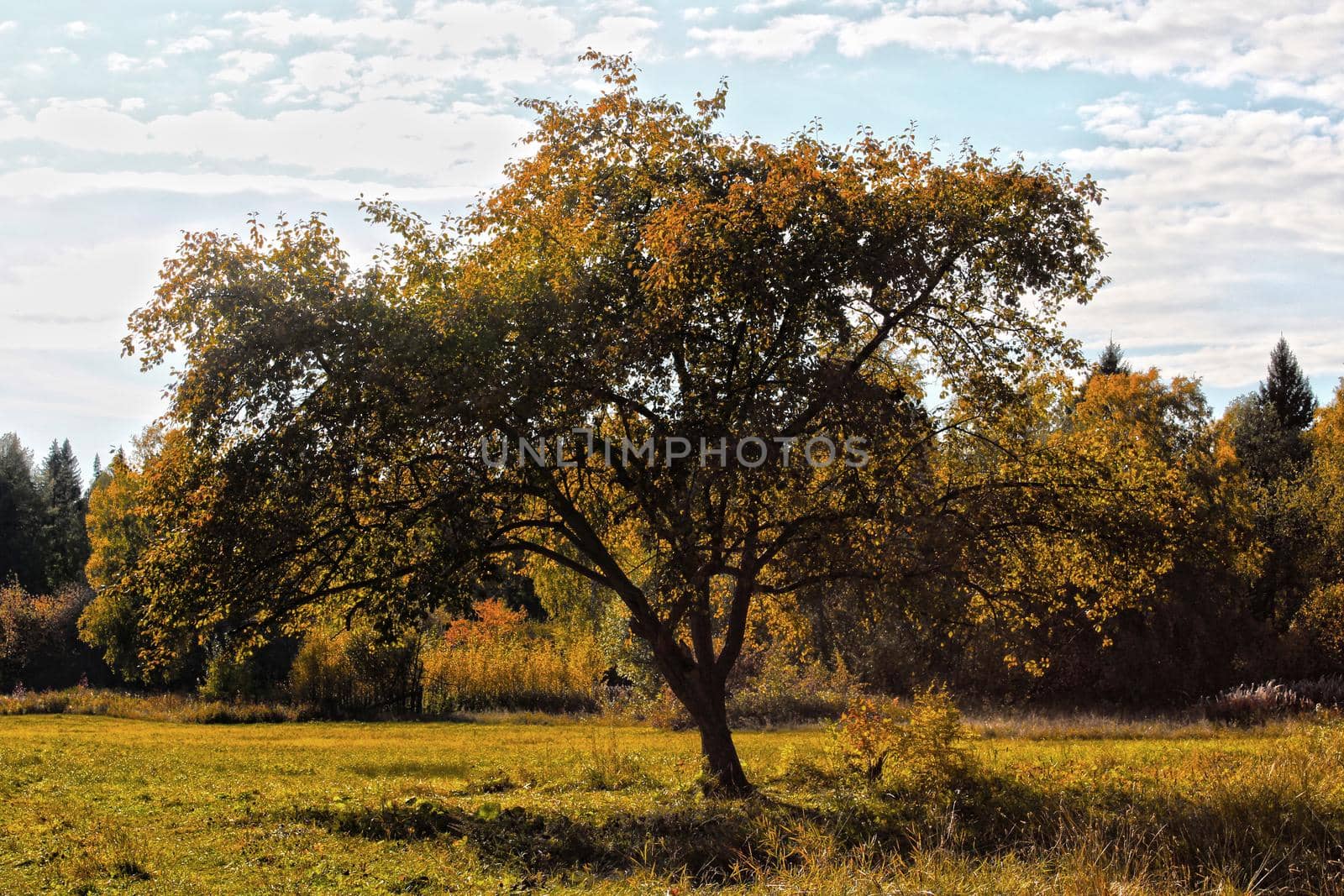 A large tree with yellow leaves close-up against a background of mixed forest. Autumn landscape.