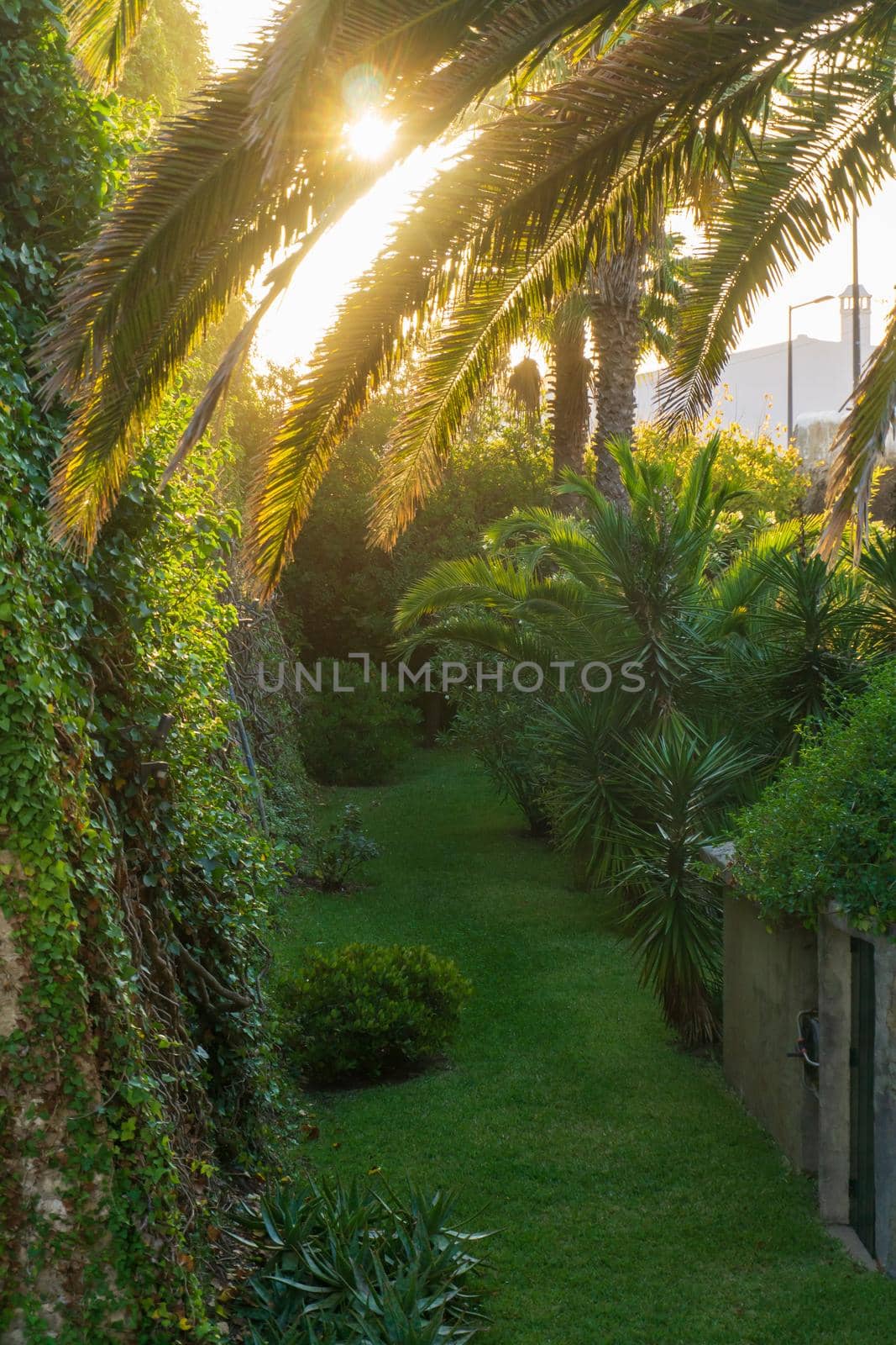 Green castle garden with palm trees and mowed lawn