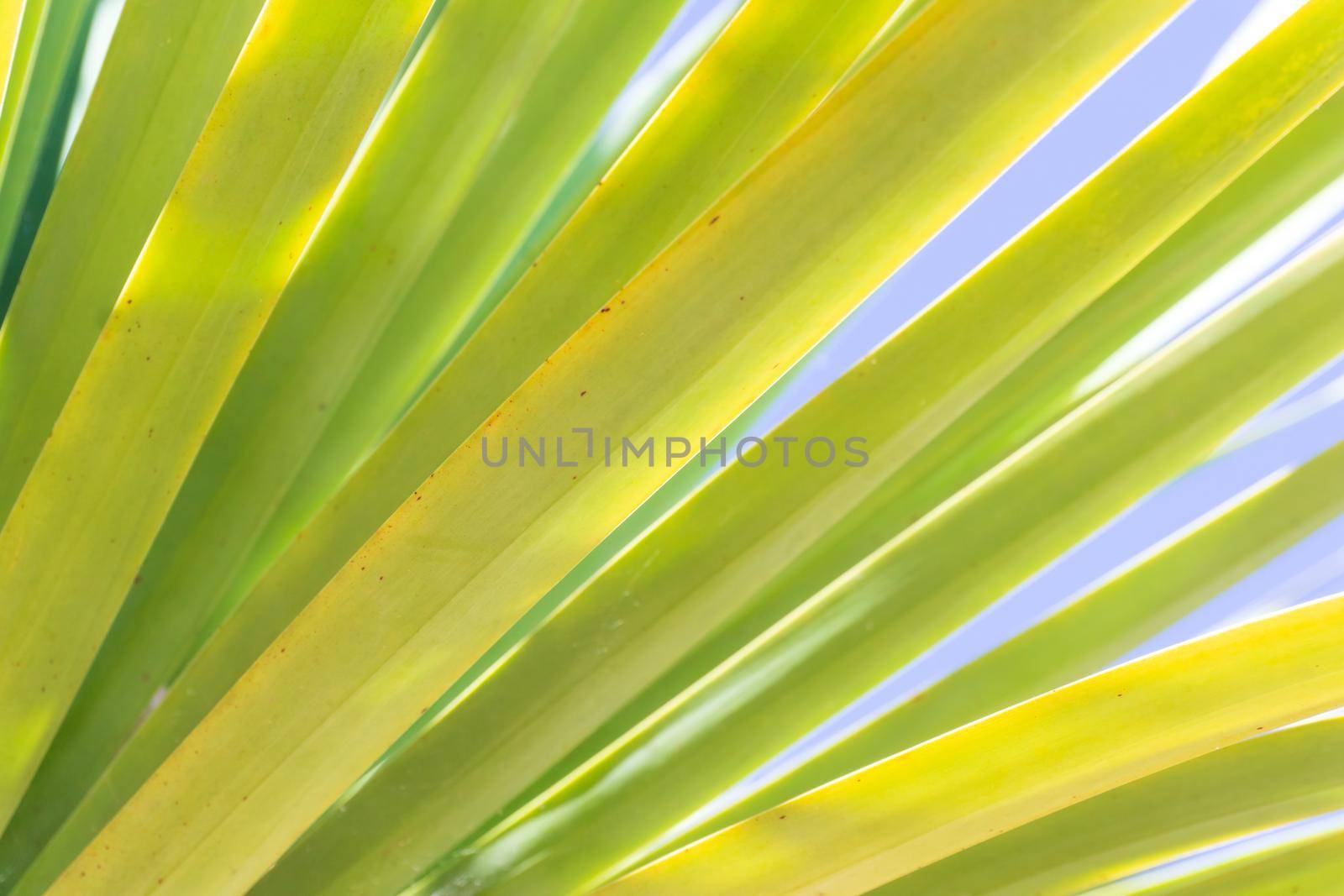 Pattern of palm leaves against the sky background