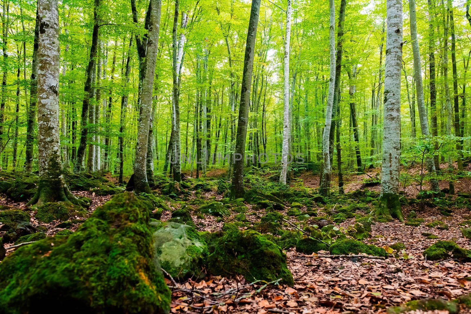 autumn forest of beech trees, nature green wood background, ecology and nature conservation concept