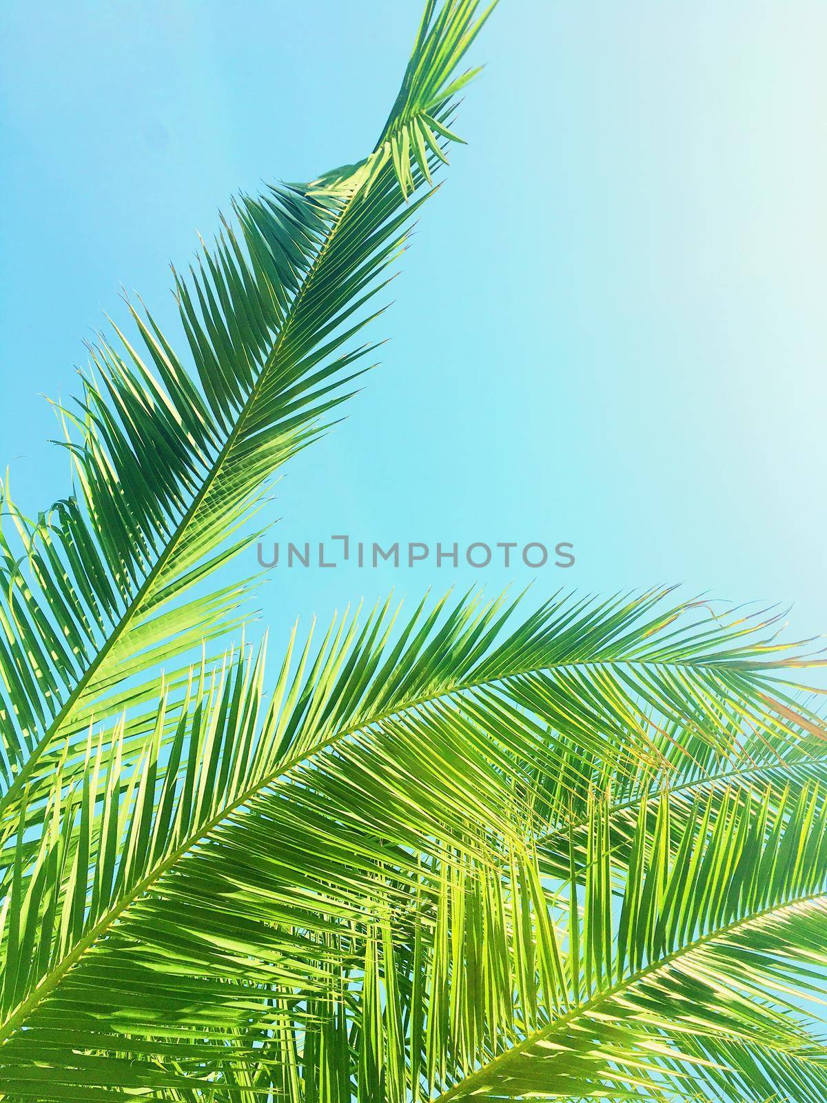 Tropical nature, vintage backdrop and summer vacation concept - Palm tree leaves and the sky, summertime travel background