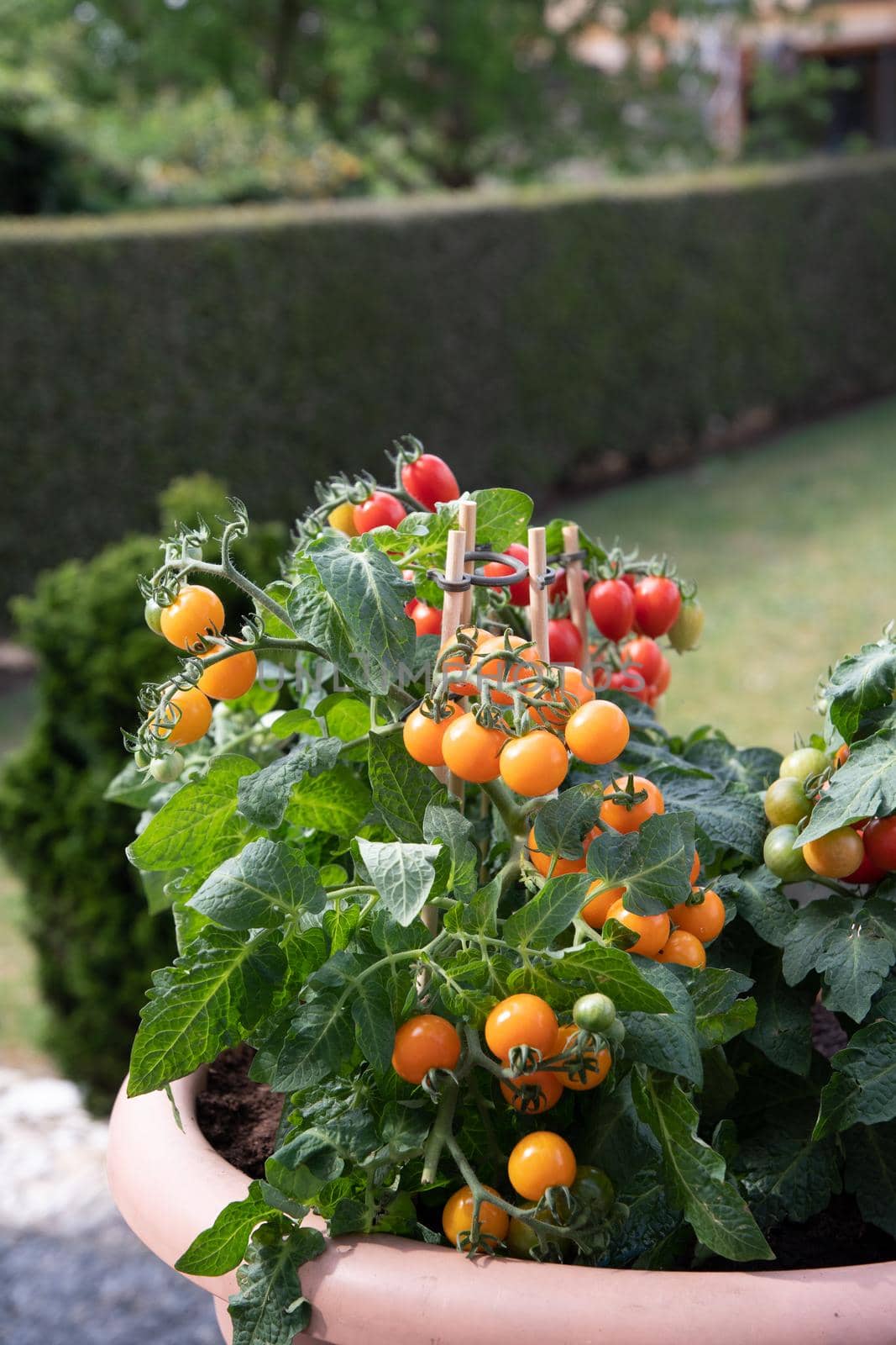 Large pots with cherry tomatoes on the garden terrace, planting a mini garden when there is no space. High quality photo