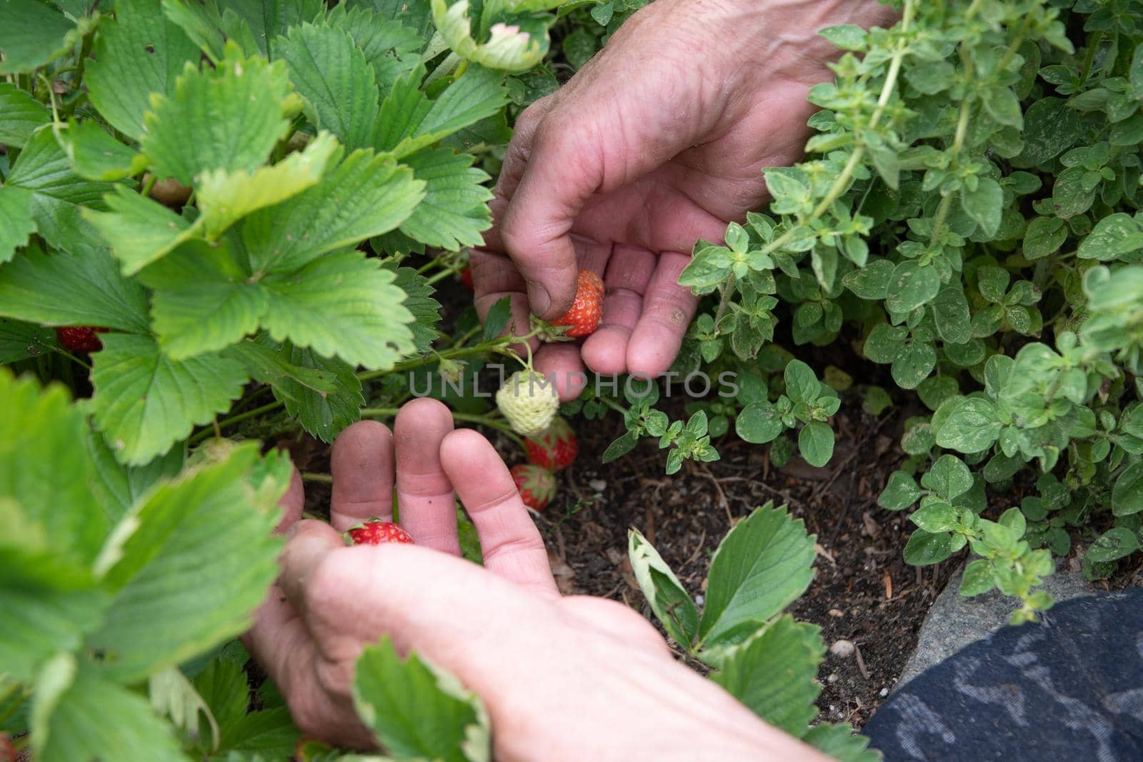 a man picks strawberries in his palm, a large harvest of berries, summer fruit picking, male hands hold a handful of ripe strawberries. High quality photo