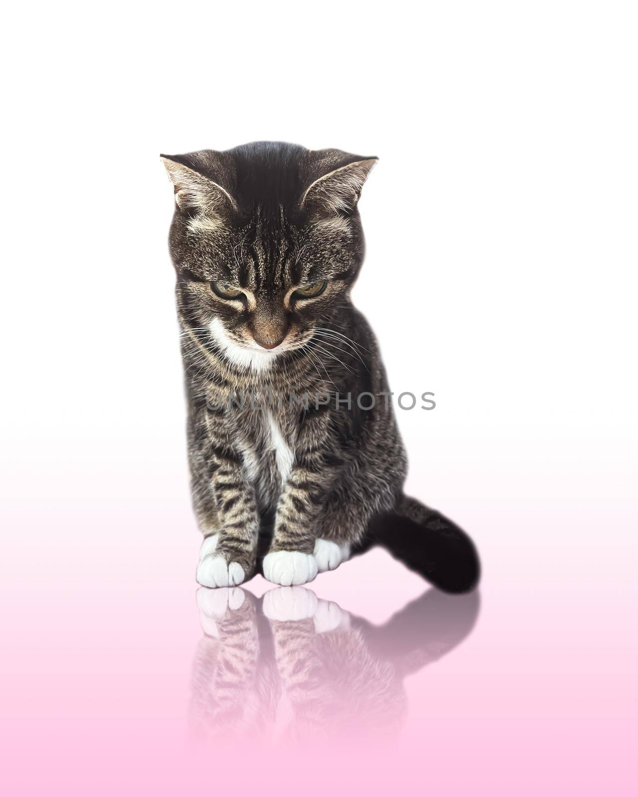 Beautiful female tabby cat, lovely adorable pet, studio portrait