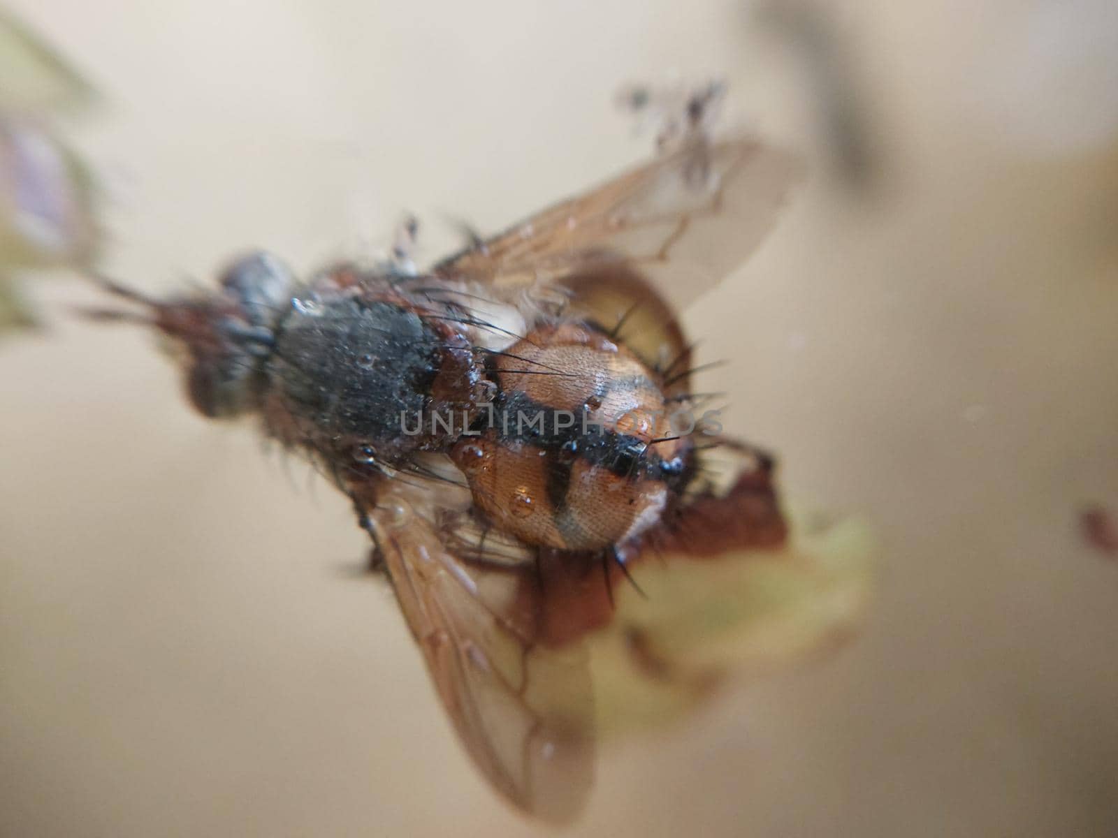 A fly crawls over plants in a the garden