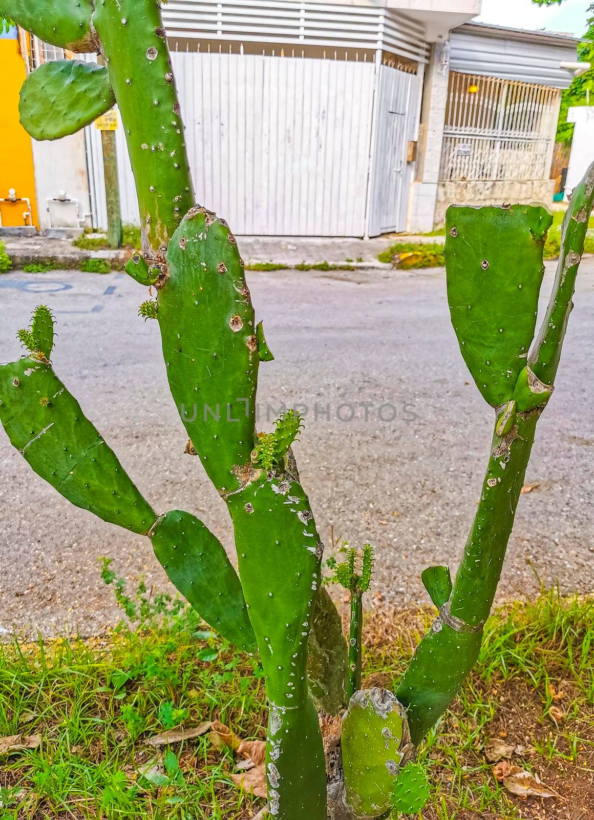 Spiny green cactus cacti plants trees with spines fruits Mexico. by Arkadij