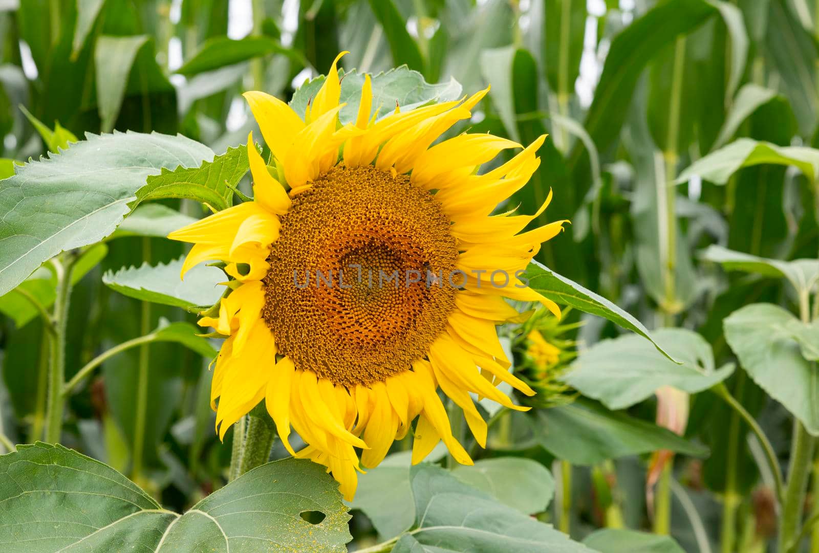 field with sunflowers and a bee on one of them