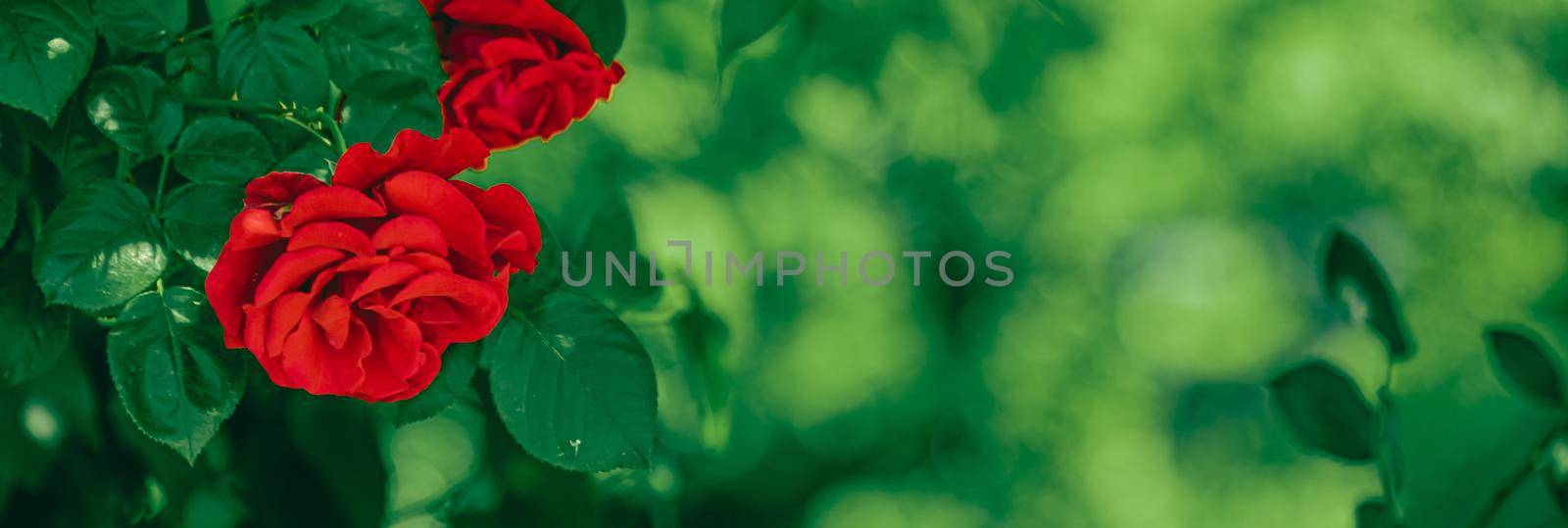 Red roses in beautiful flower garden as floral background by Anneleven
