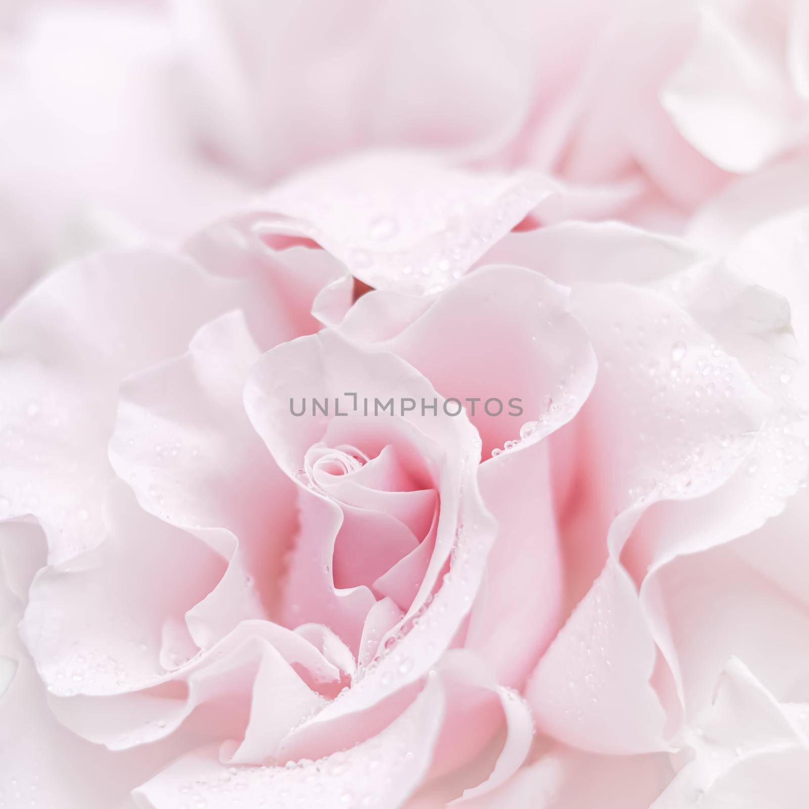 Pale pink white rose flower. Macro flowers background for holiday brand design