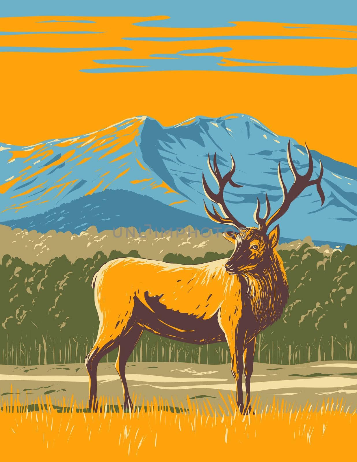 Elk or Wapiti in the Rocky Mountain National Park in Northern Colorado WPA Poster Art by patrimonio