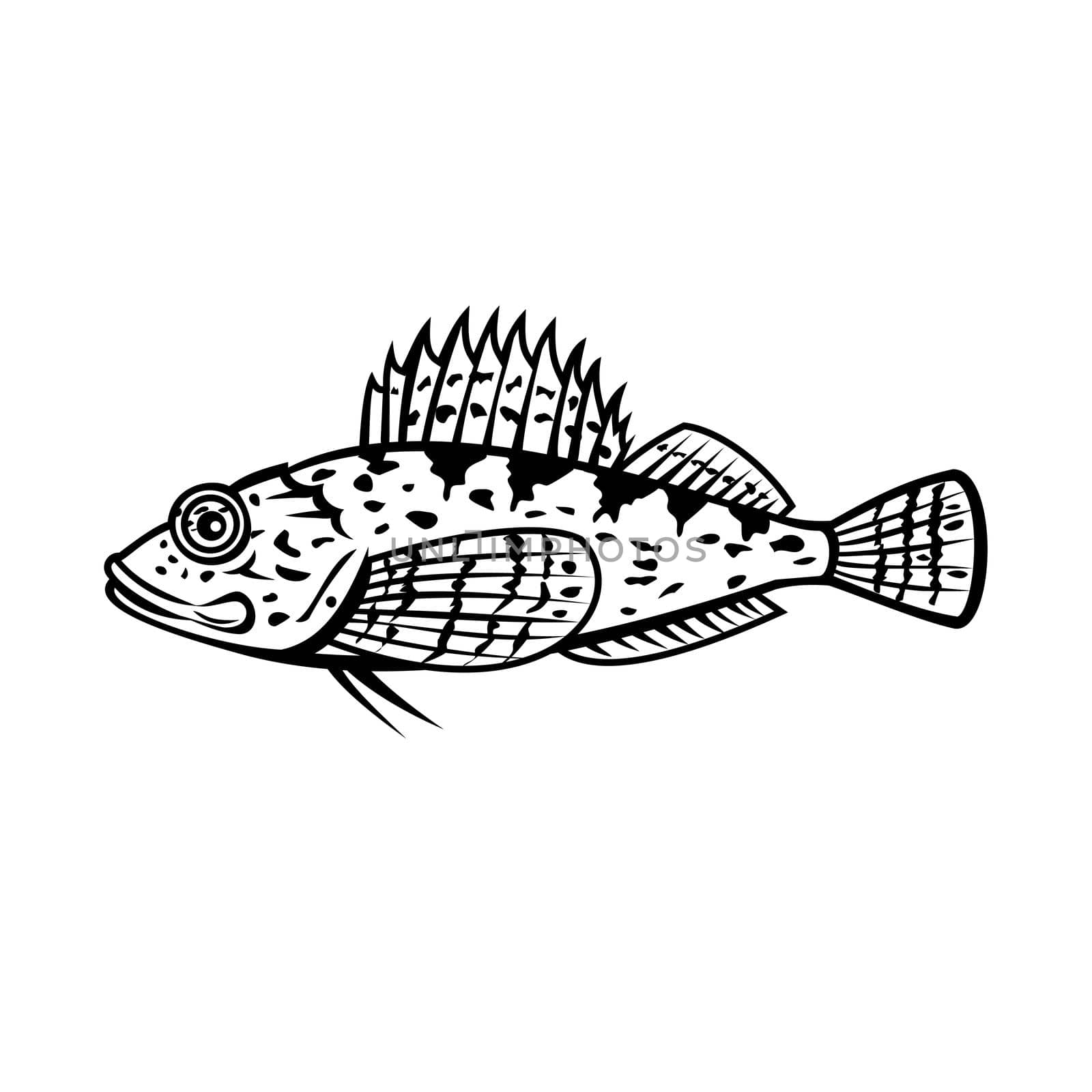 Mascot illustration of a sculpin, bullhead or sea scorpion viewed from side on isolated white background done in retro black and white style.