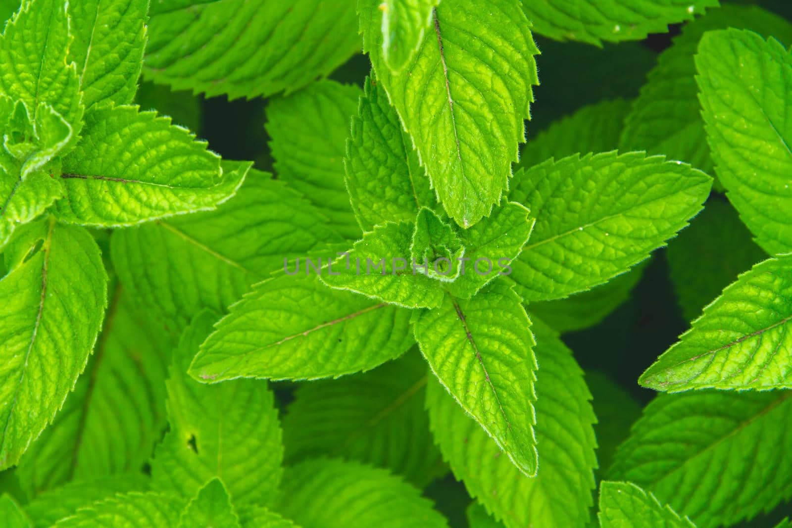 Background from green grass. Green leaves with water drops close up. Green fresh vegetation.