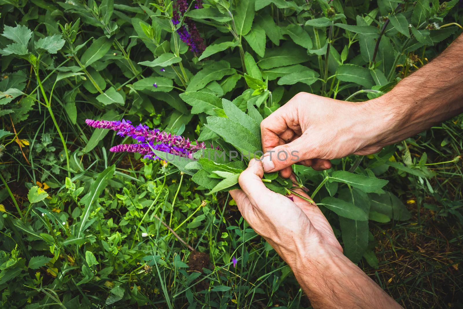 Collection of medicinal herbs. The herbalist collects sage. Herbal treatment. natural medicine. Herbal collection. Agronomist checks the quality of the crop.