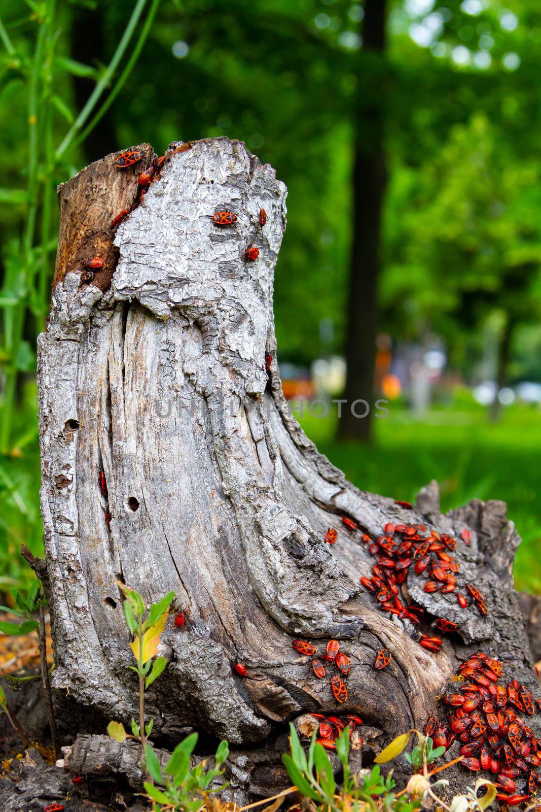 Red beetles. A flock of beetles sits on a stump. insects in the sun. Life in the forest.