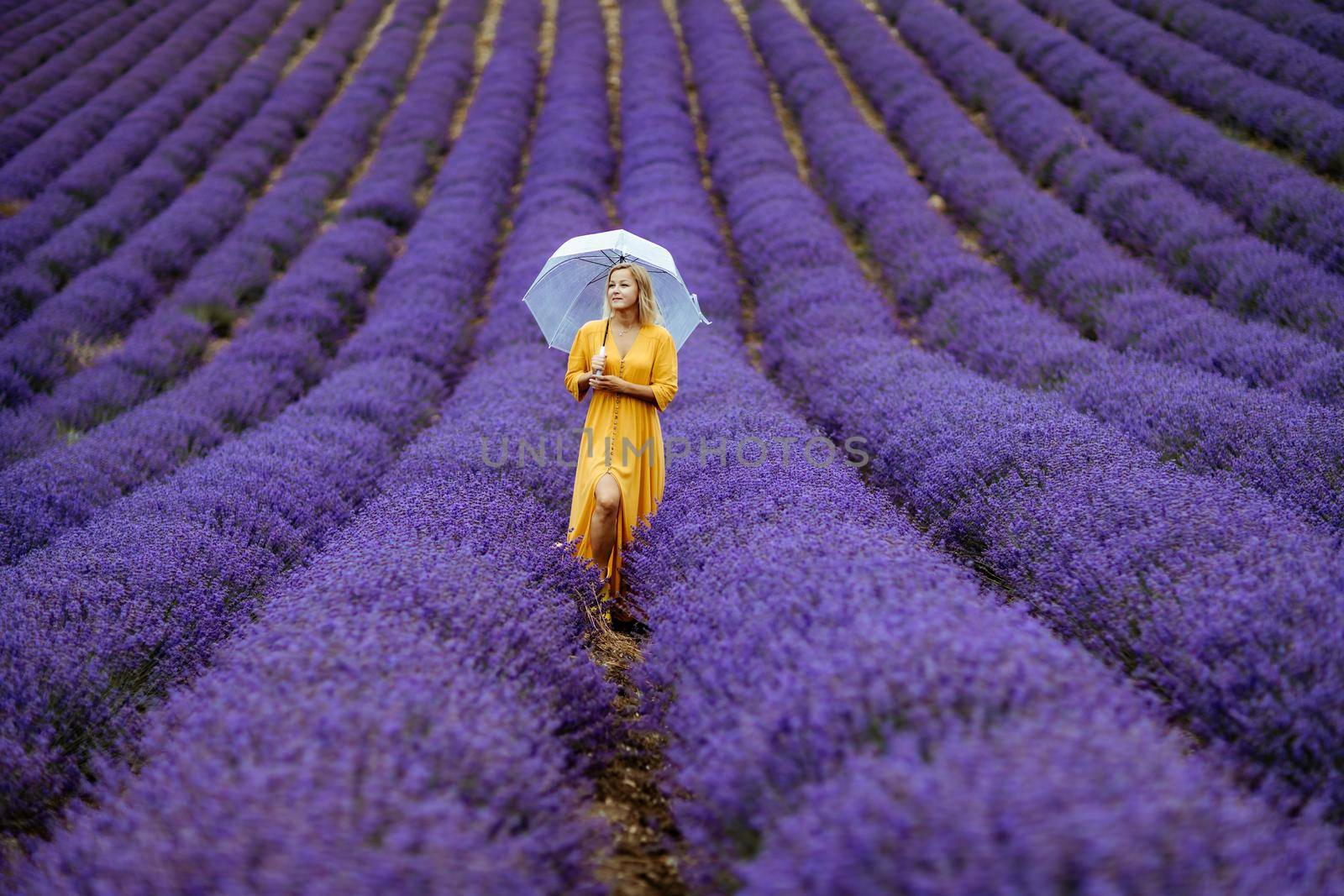 A middle-aged woman in a lavender field walks under an umbrella on a rainy day and enjoys aromatherapy. Aromatherapy concept, lavender oil, photo session in lavender by Matiunina