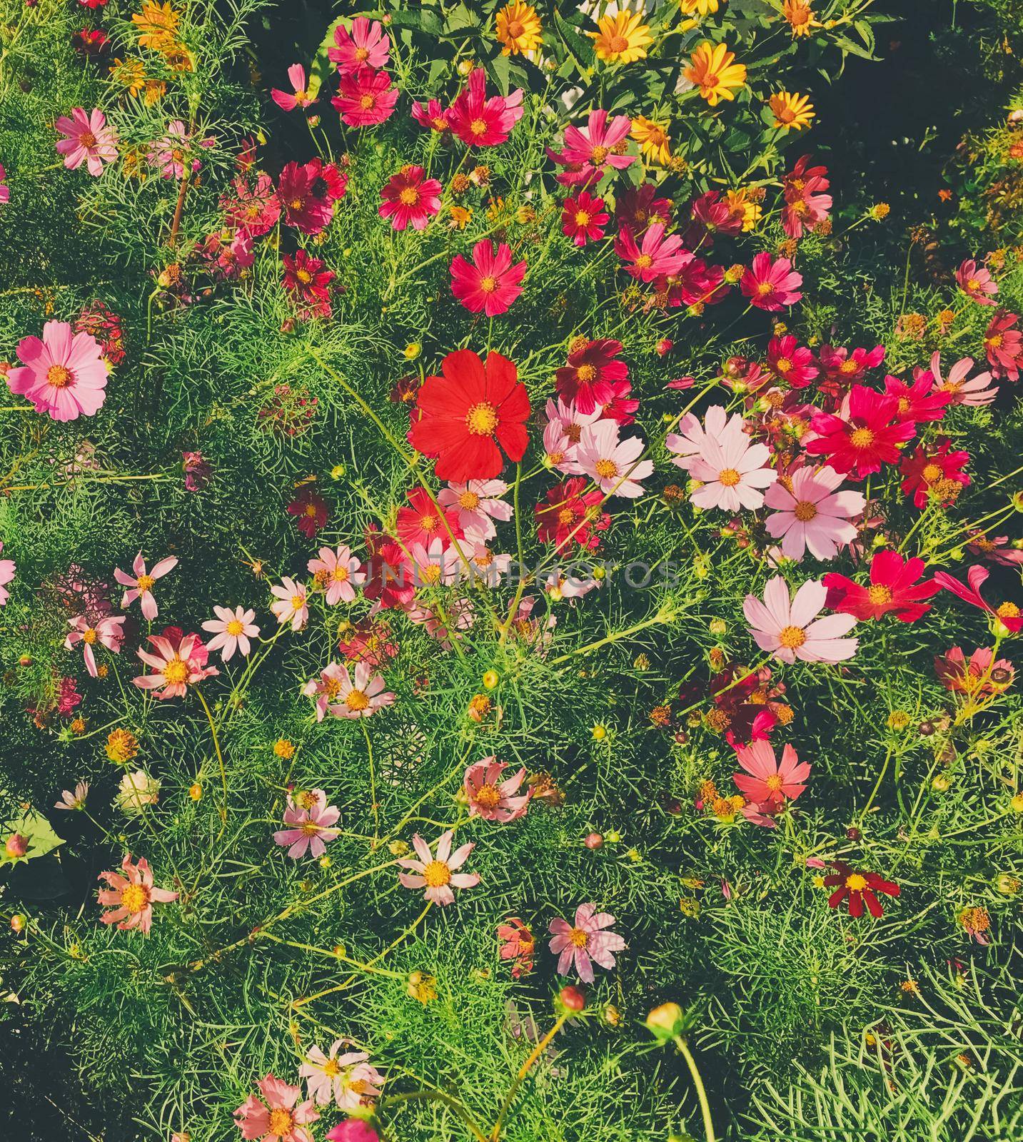 Springtime, beauty in nature and gardening concept - Daisy flowers in sunny garden