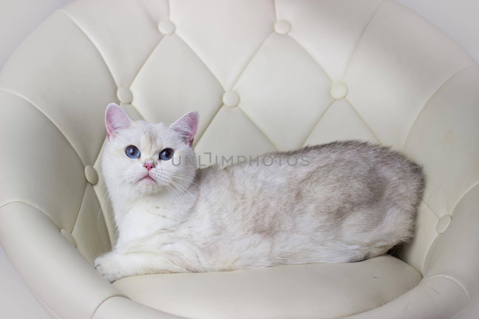 White cat with Blue eyes lies on a armchair. Beautiful silver chinchilla british cat.