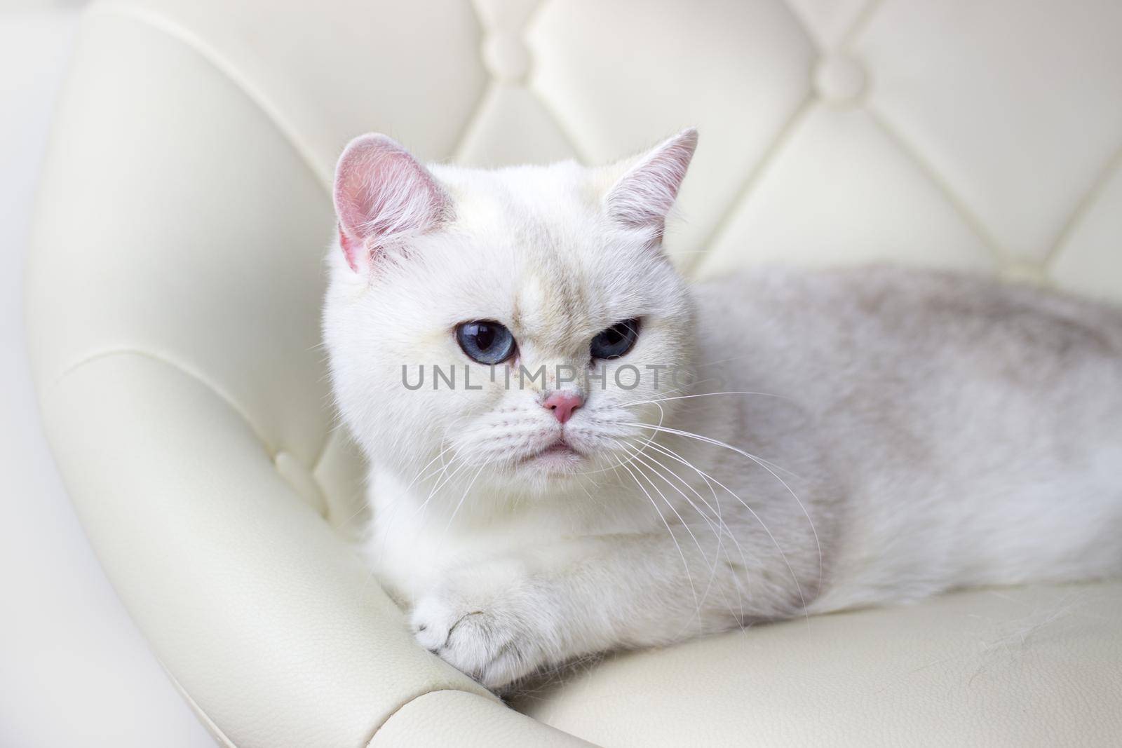 White cat with Blue eyes lies on a armchair. Beautiful silver chinchilla british cat.