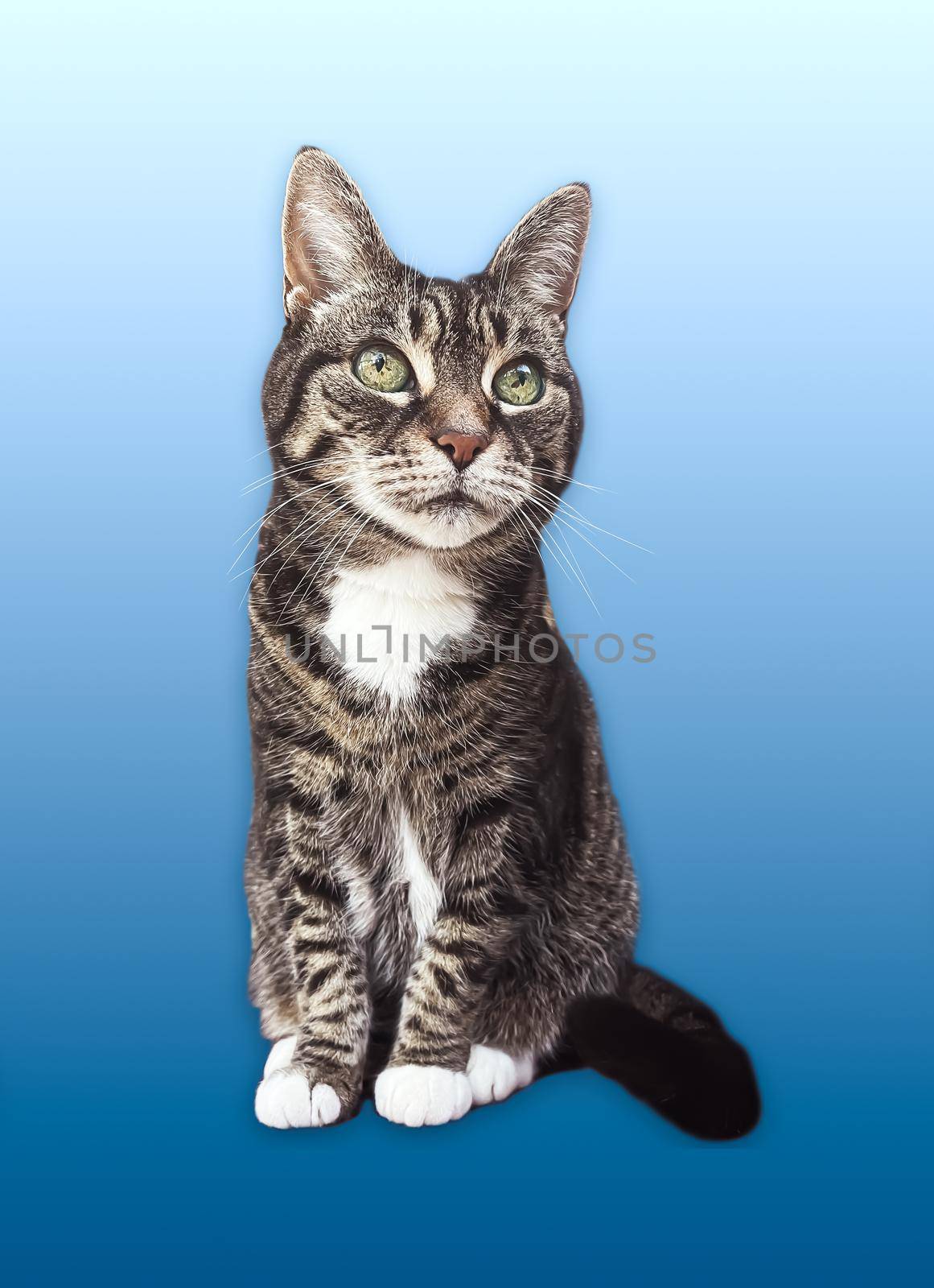 Beautiful female tabby cat, lovely adorable pet, studio portrait