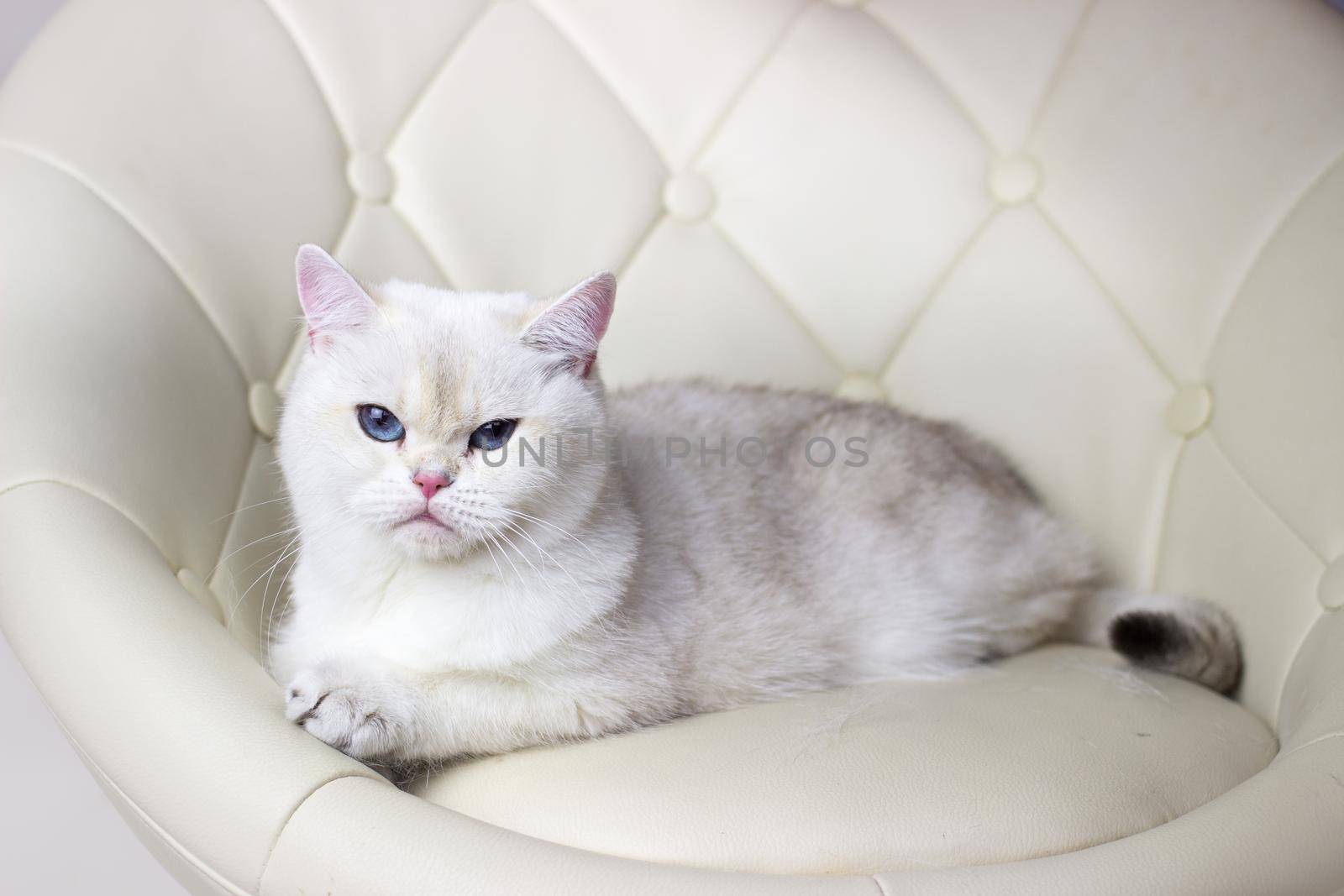 White cat with Blue eyes lies on a armchair. Beautiful silver chinchilla british cat by KatrinBaidimirova