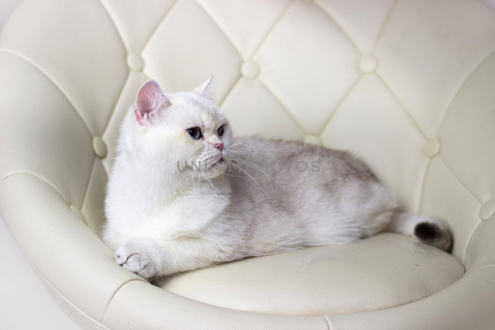 White cat with Blue eyes lies on a armchair. Beautiful silver chinchilla british cat.