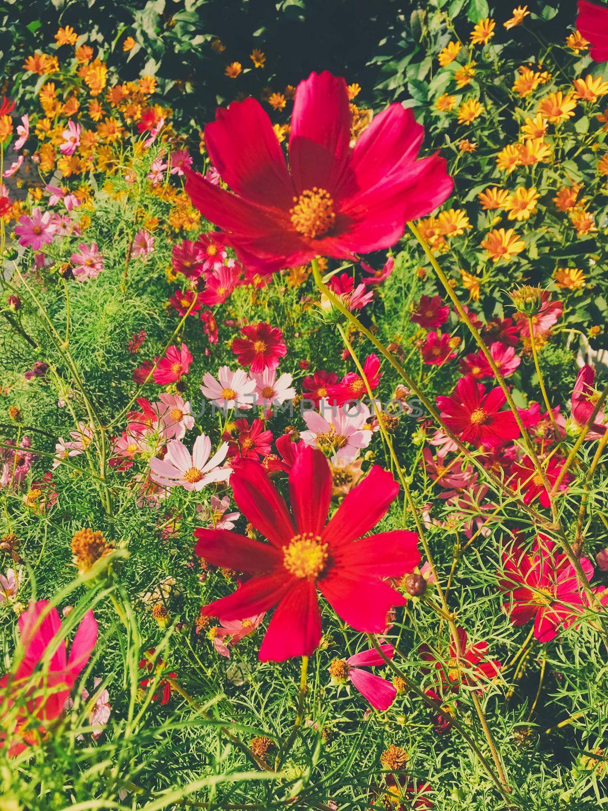 Daisy flowers in sunny garden by Anneleven