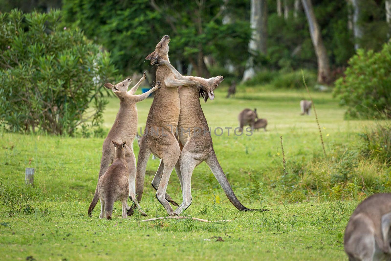 Female kangaroo tries to break up two males fighting by lovleah