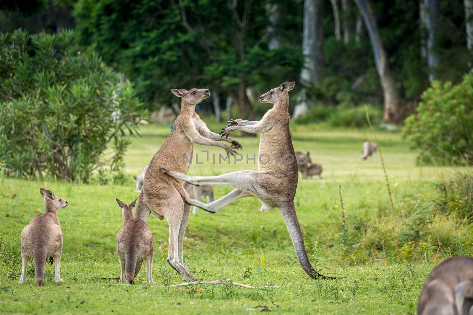 Kangaroo mid kick to another male kangaroo fight for dominance by lovleah