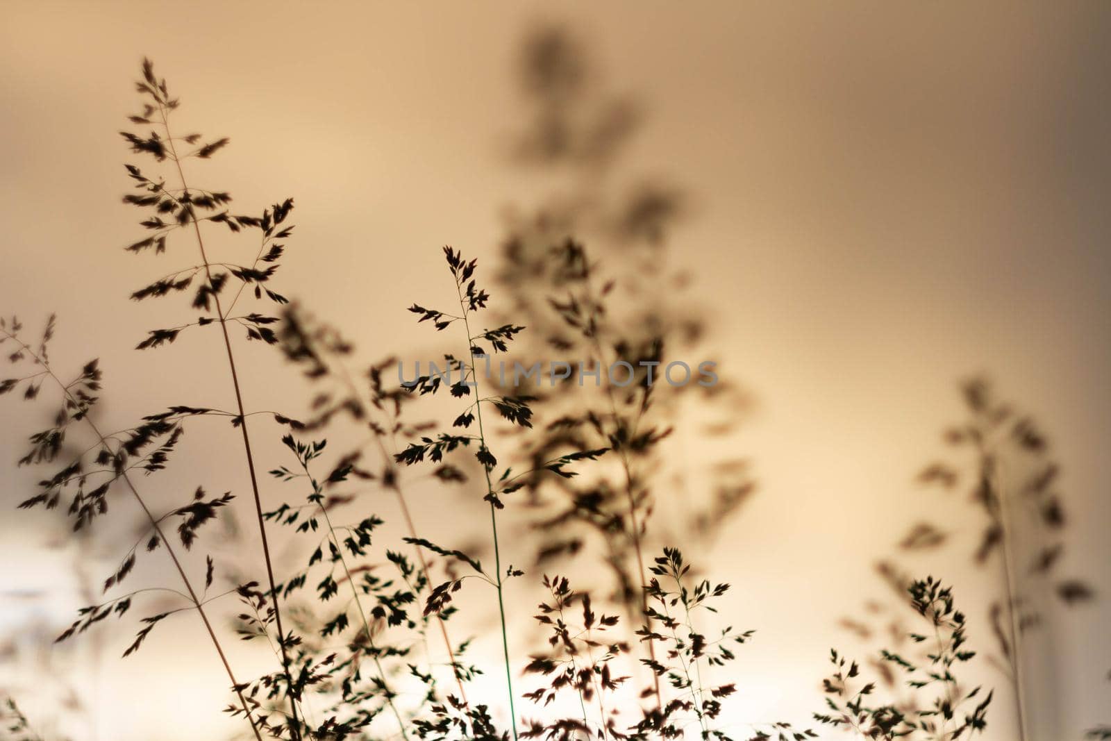 Green grass background in sunlight. Bright bokeh. Soft focus. Abstract natural background at sunset.