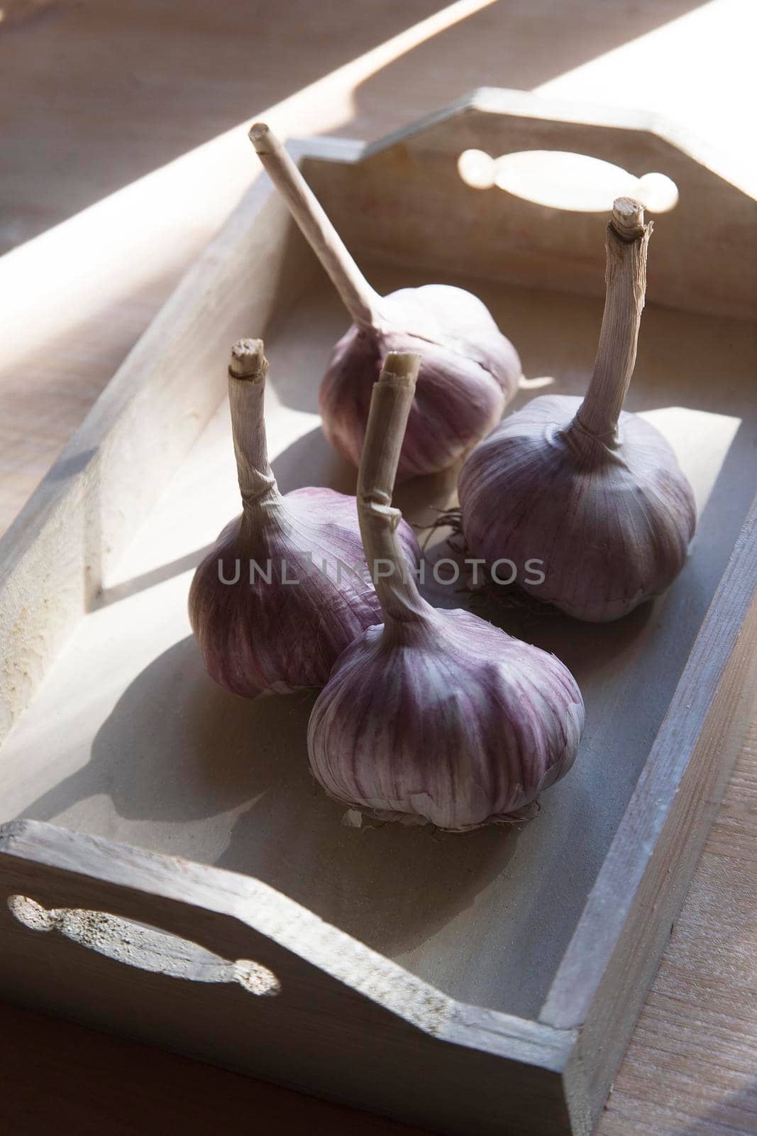 Garlic heads for food and autumn planting in white tray, selective focus.