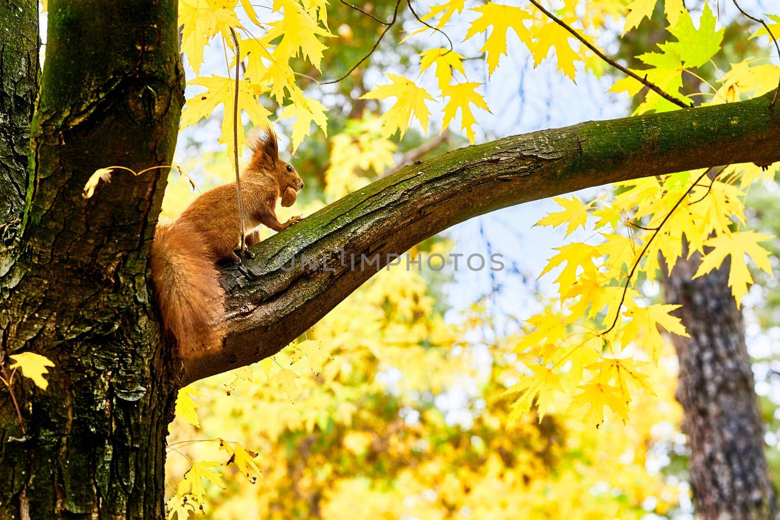 an agile tree dwelling rodent with a bushy tail, typically feeding on nuts and seeds. Red squirrel with a nut in its mouth on a tree in the autumn forest park.