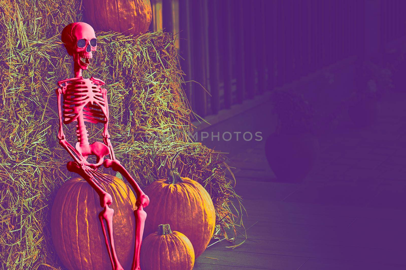 the night of October 31, the eve of All Saints' Day, commonly celebrated by children who dress in costume. Red pink Halloween skeleton on dark room and orange pumpkins, place for text