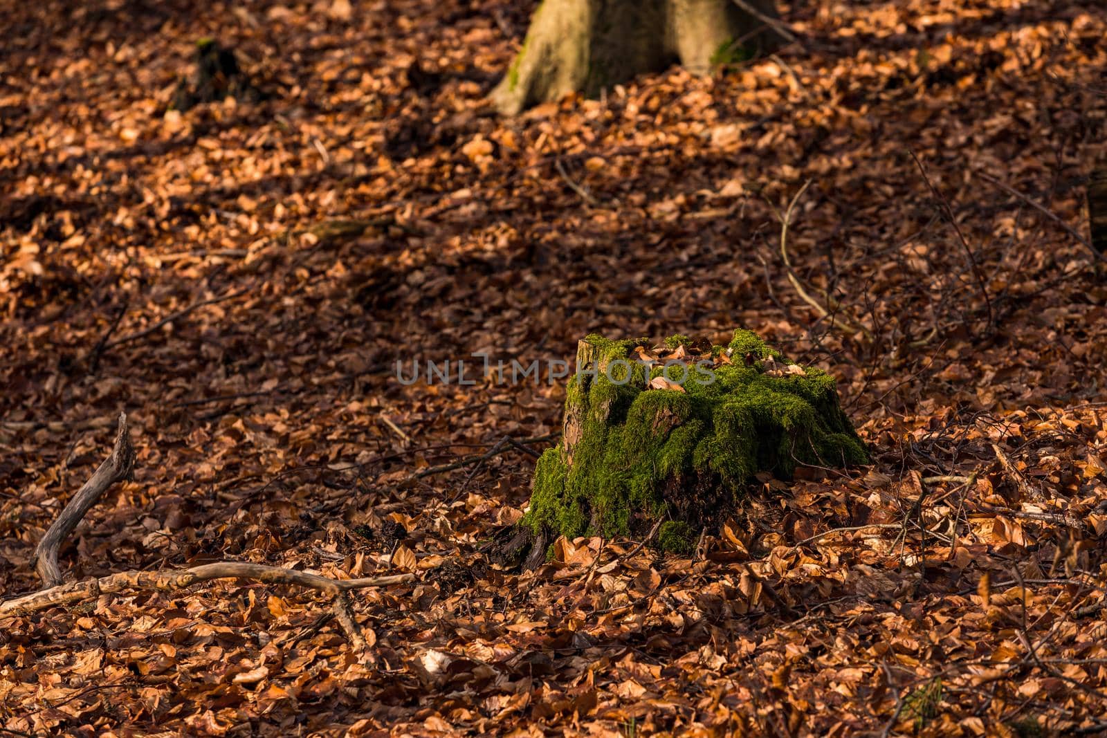 A tree stump, moss and leaves in the wintry forest in the evening sun