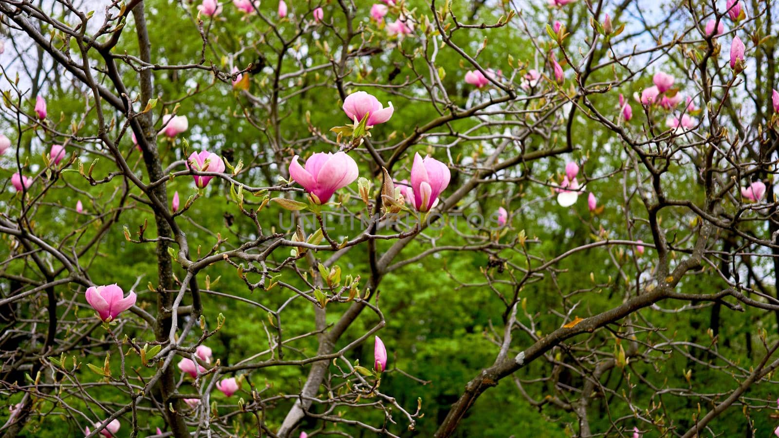 Lovely purplish pink magnolia flowers in spring garden.a tree or shrub with large, typically creamy-pink, waxy flowers. Pink magnolias are widely grown as ornamental trees.