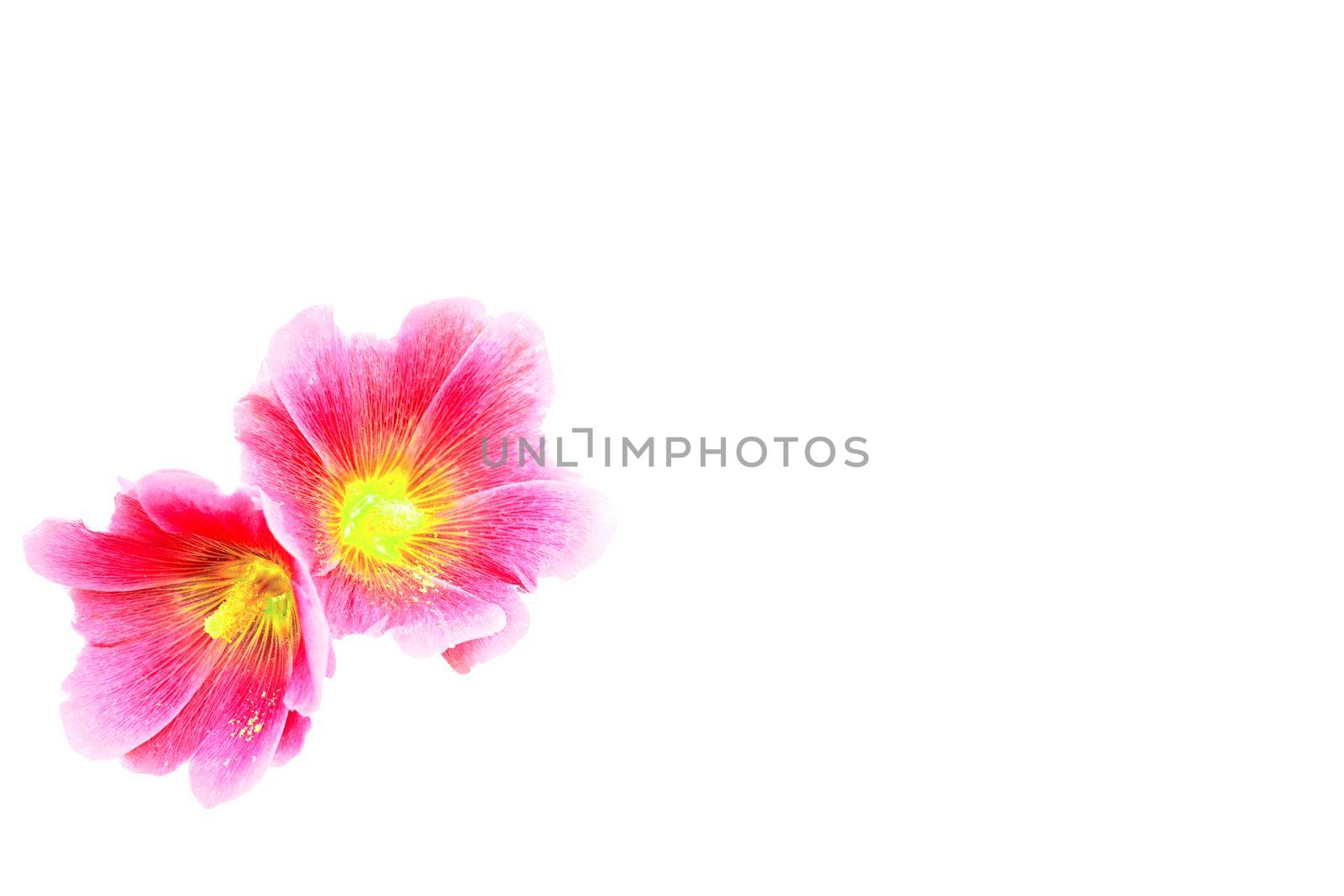 the seed bearing part of a plant, consisting of reproductive organs that are typically surrounded by a brightly colored petals sepals. Two heads of pink magenta flowers Alcea rosea isolated on white