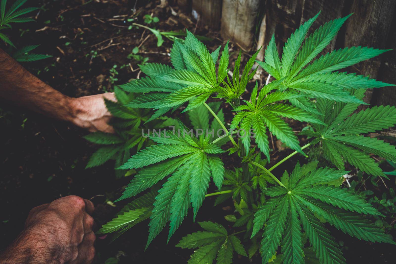 Agronomist and hemp. Industrial cultivation of hemp on a farm. Manufacture of oil and threads. Hands holding a cannabis bush.
