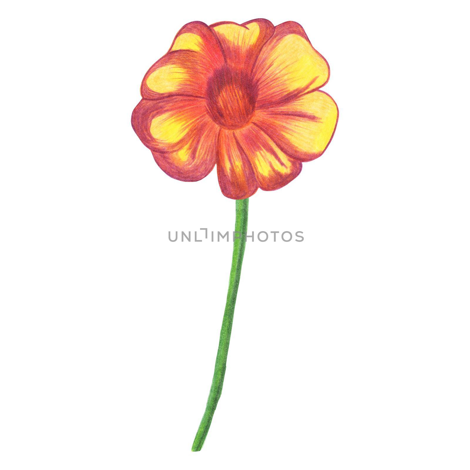 Red Marigold Isolated on White Background. Marigold Flower Element Drawn by Color Pencil.