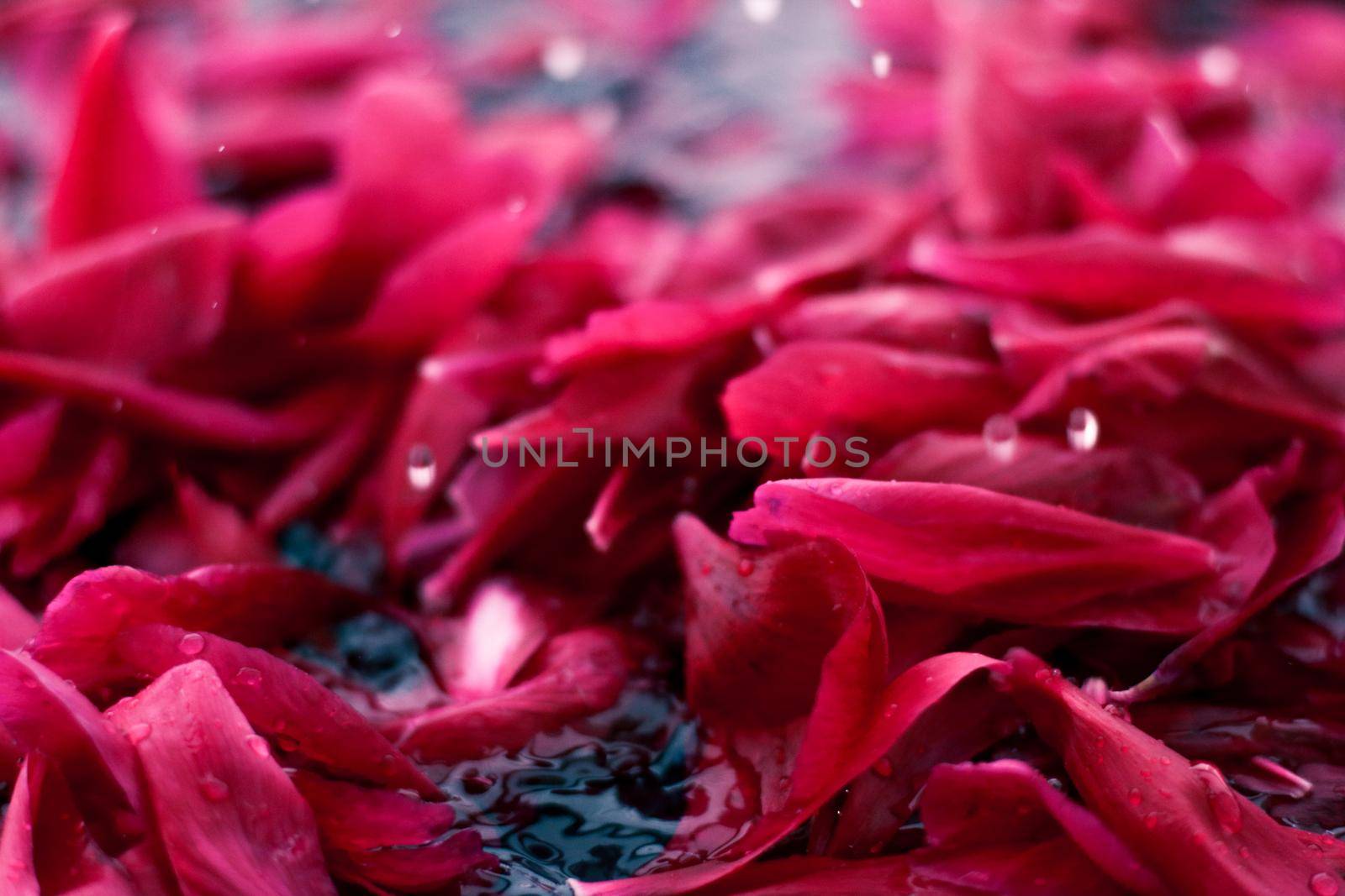 Romantic abstract floral background, pink flower petals in water by Anneleven