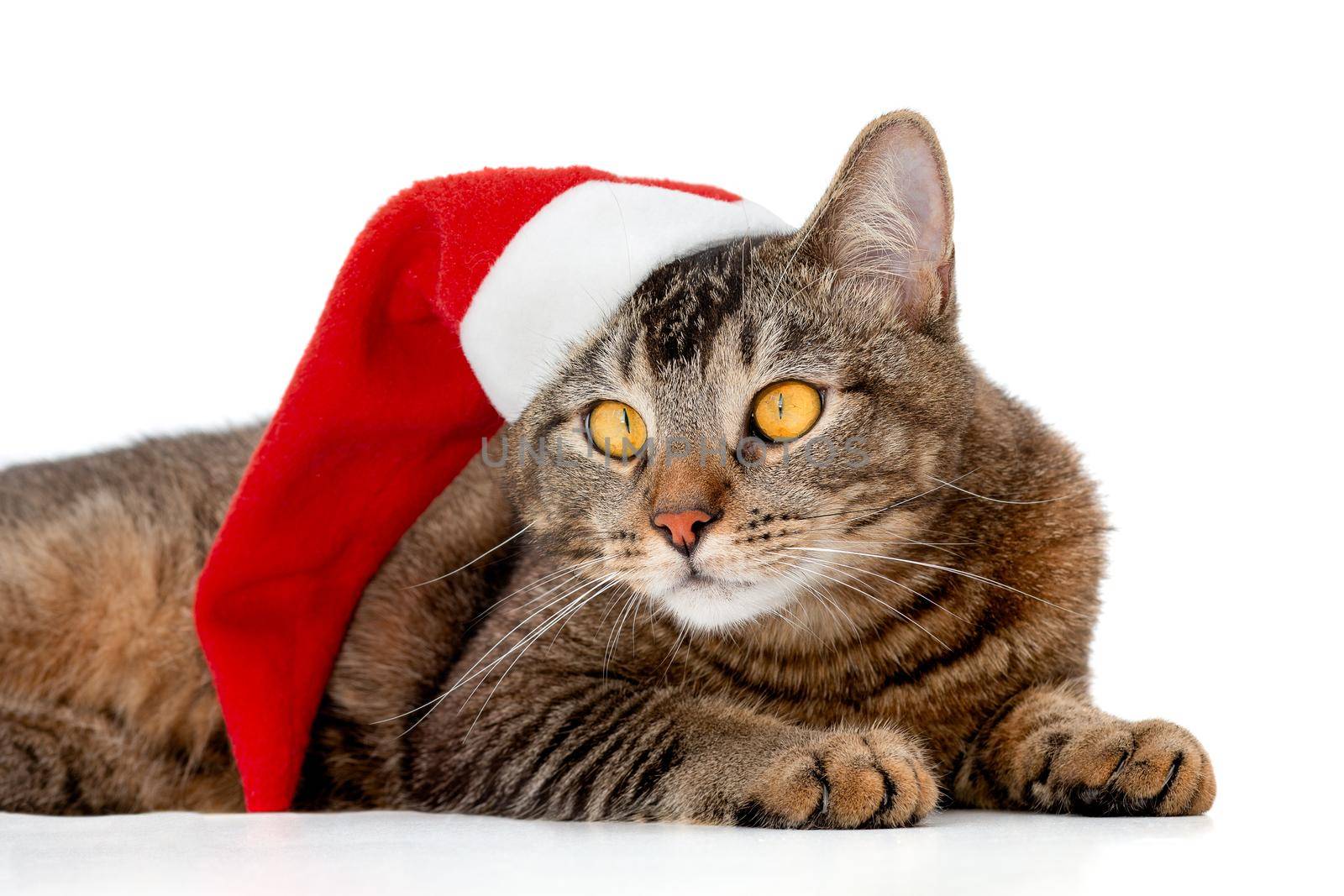 Isolated tricolor yellow eyed striped midsection of lying cat with santa hat on head on white background looking aside