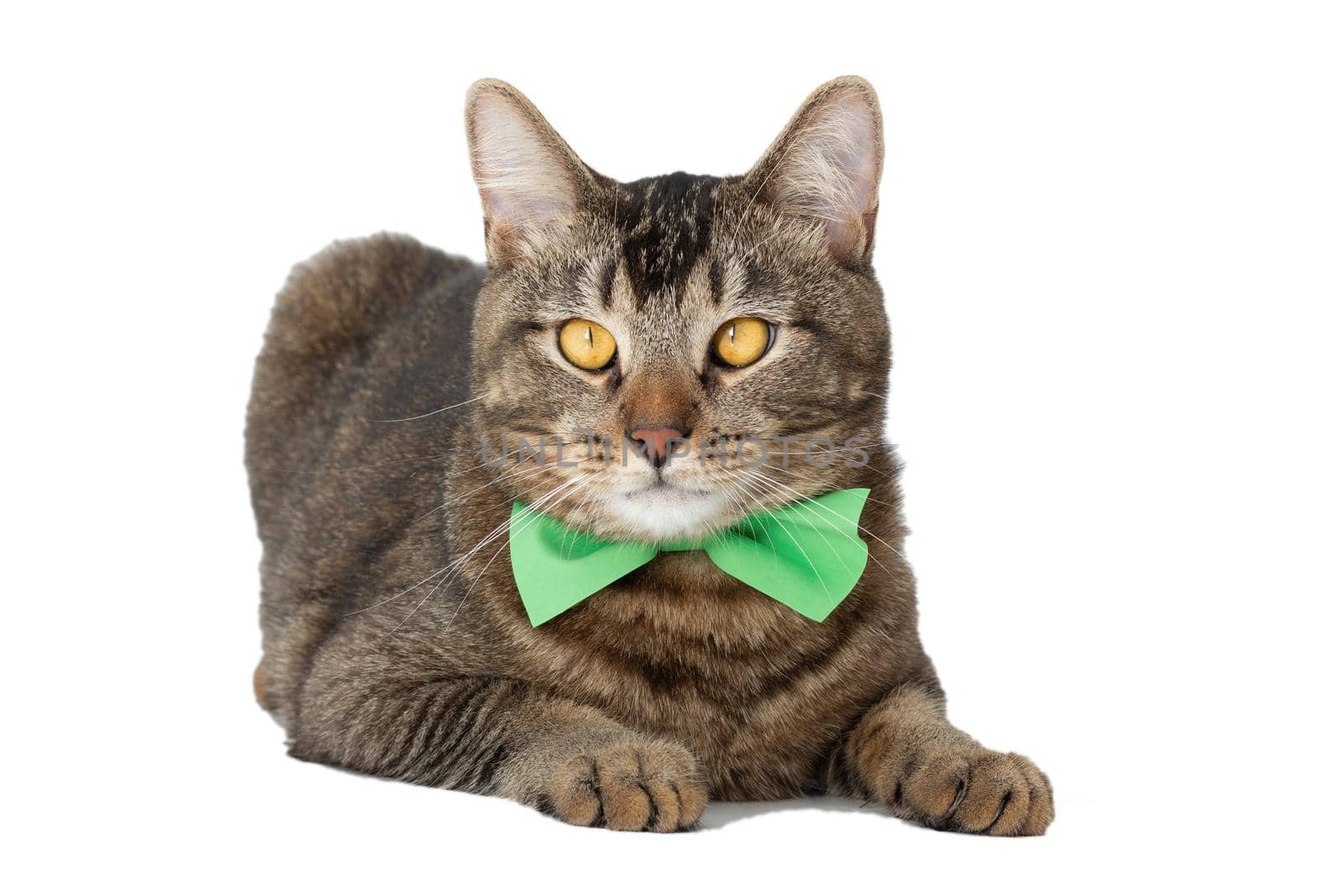 Isolated tricolor yellow eyed striped midsection of lying cat with green butterfly tie on neck on white background looking aside