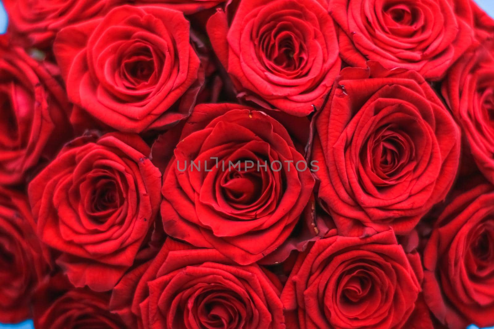 Blooming rose, flower blossom and Valentines Day present concept - Luxury bouquet of red roses on blue background, flowers as a holiday gift