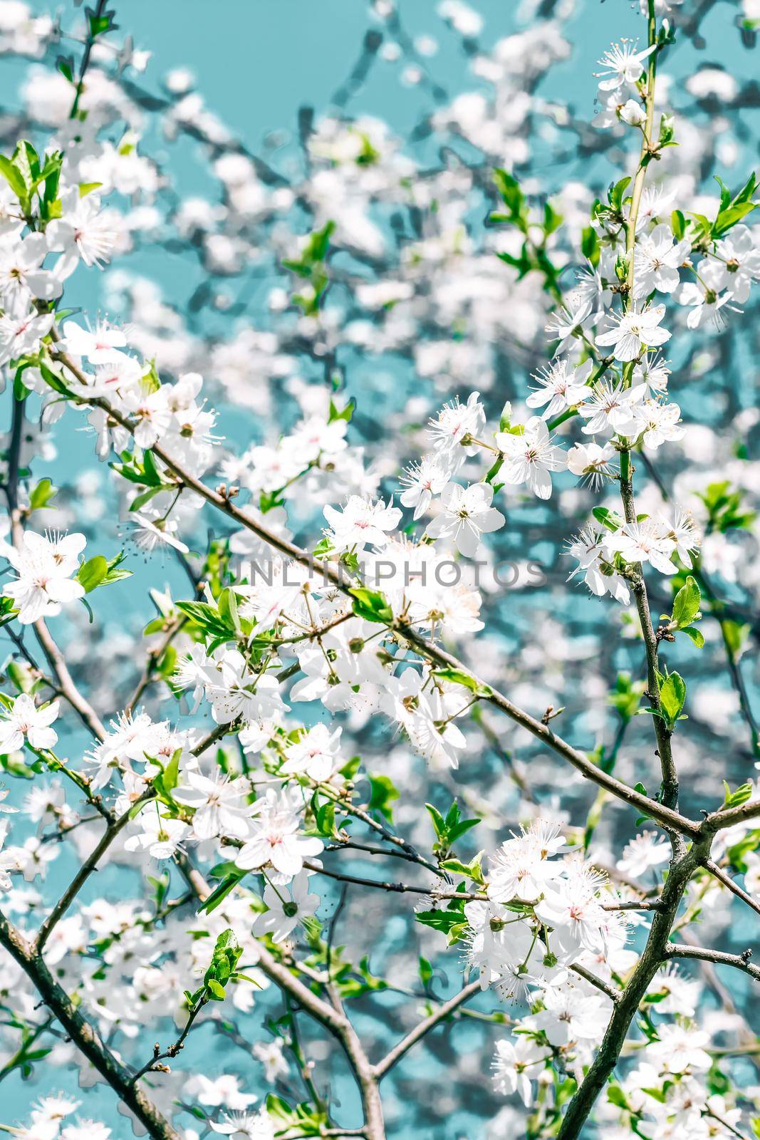 Floral abstract art on turquoise background, vintage cherry flowers as nature backdrop for luxury holiday design by Anneleven