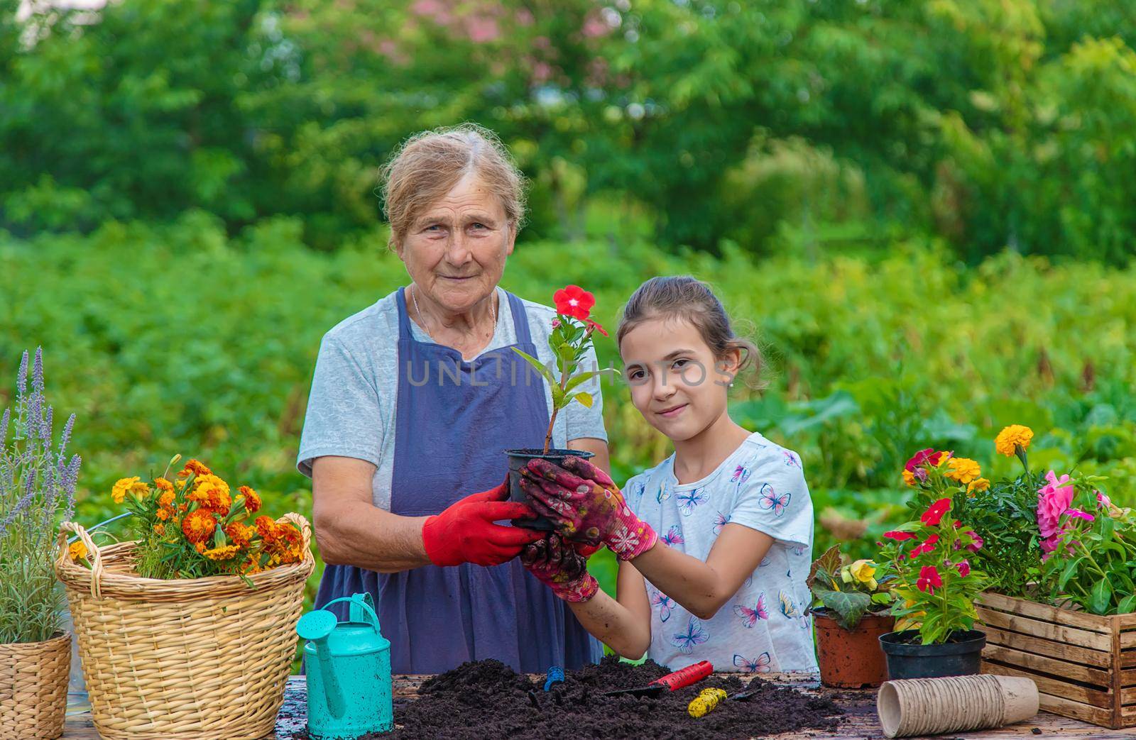 Women grandmother and granddaughter are planting flowers in the garden. Selective focus. by yanadjana