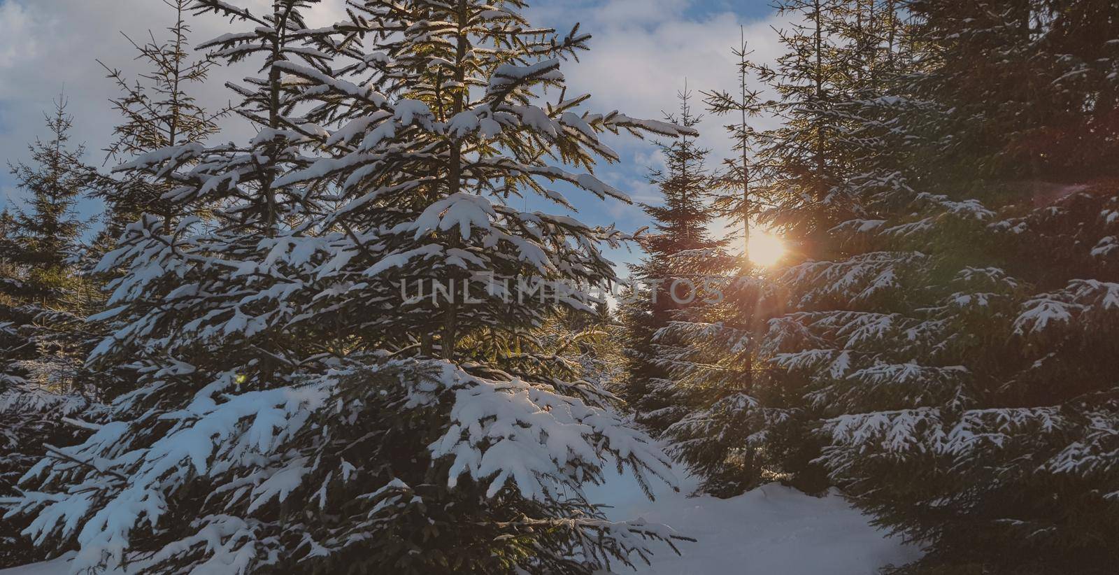 Winter landscape at sunset by a snowy forest lake. Winter pine forest. High quality photo