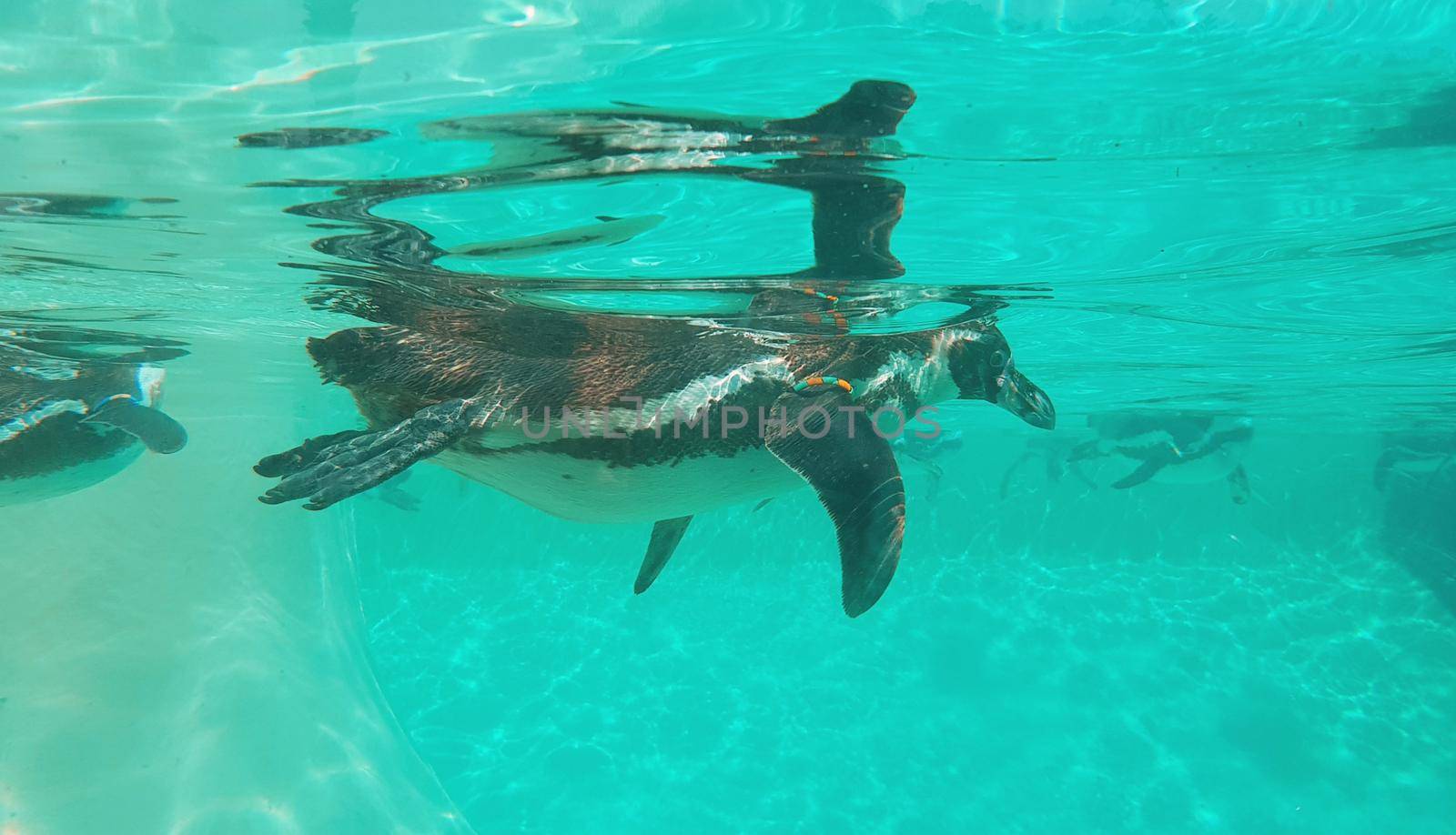 View penguins in the turquoise water in summer, within zoo. High quality photo