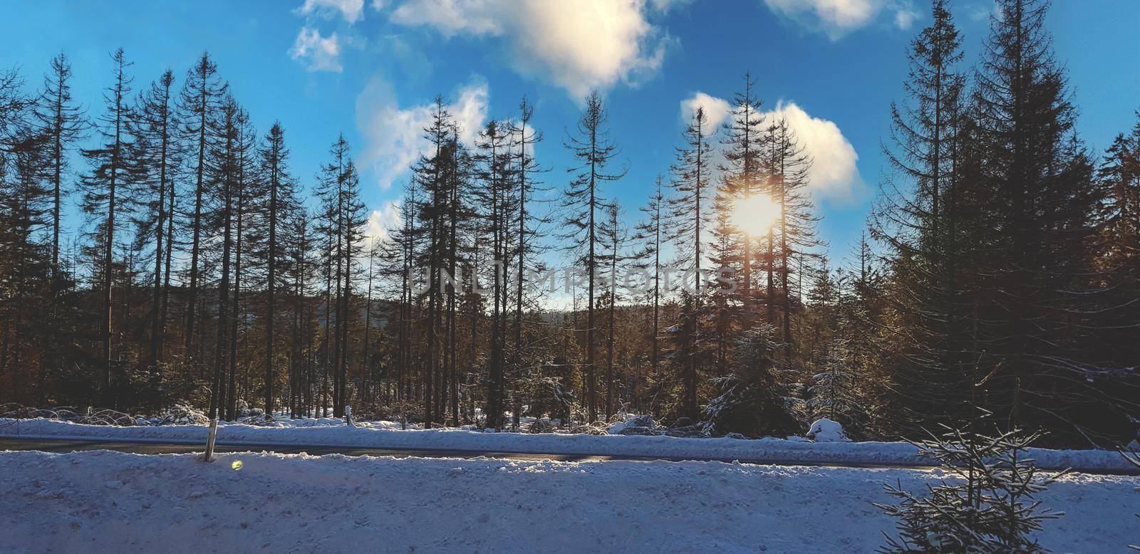 Winter landscape at sunset by a snowy forest lake. Winter pine forest by banate