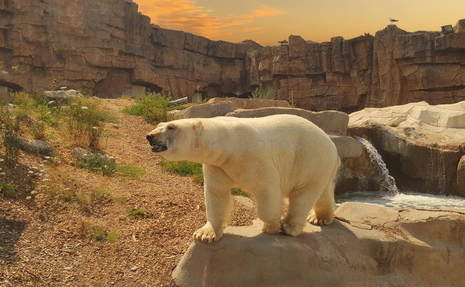 polar bear standing on the rock within a zoo. High quality photo