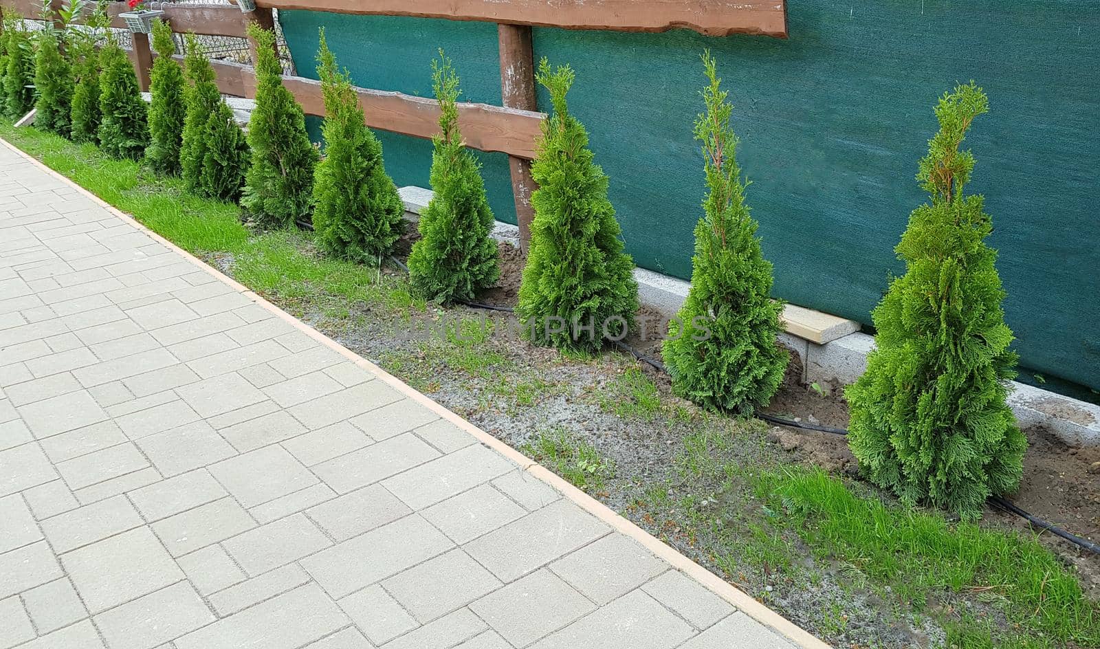 several little thuja trees grow in a row in a yard. High quality photo