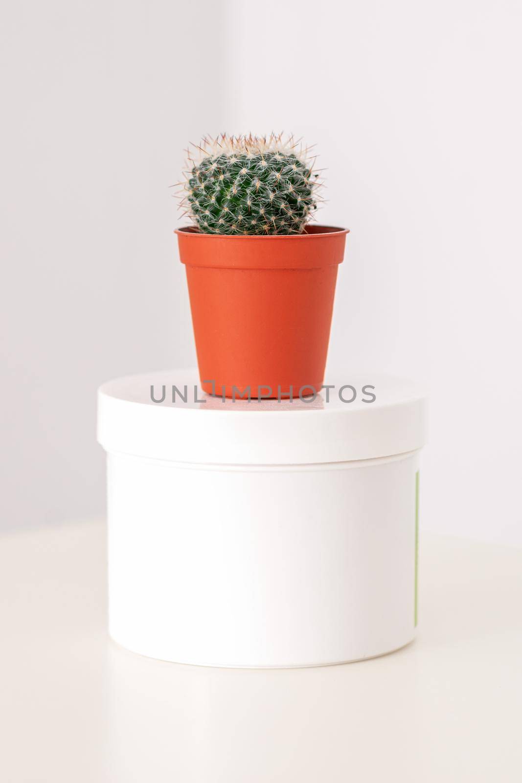 White jar with cactus in little pot on the white table against a white background with copy space. Depilation concept. by okskukuruza